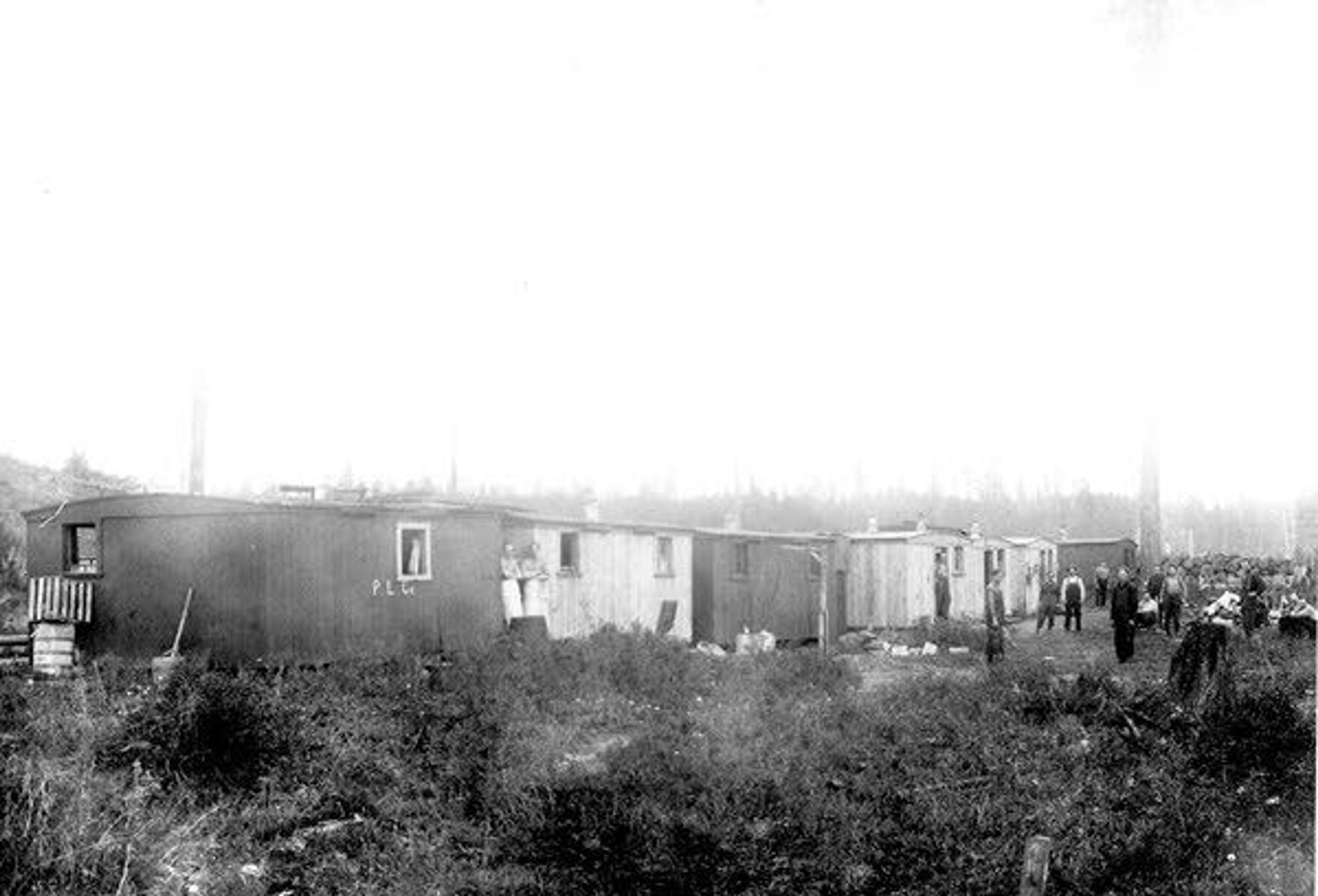 'Camping' in the white pine forest of the early 1900s
