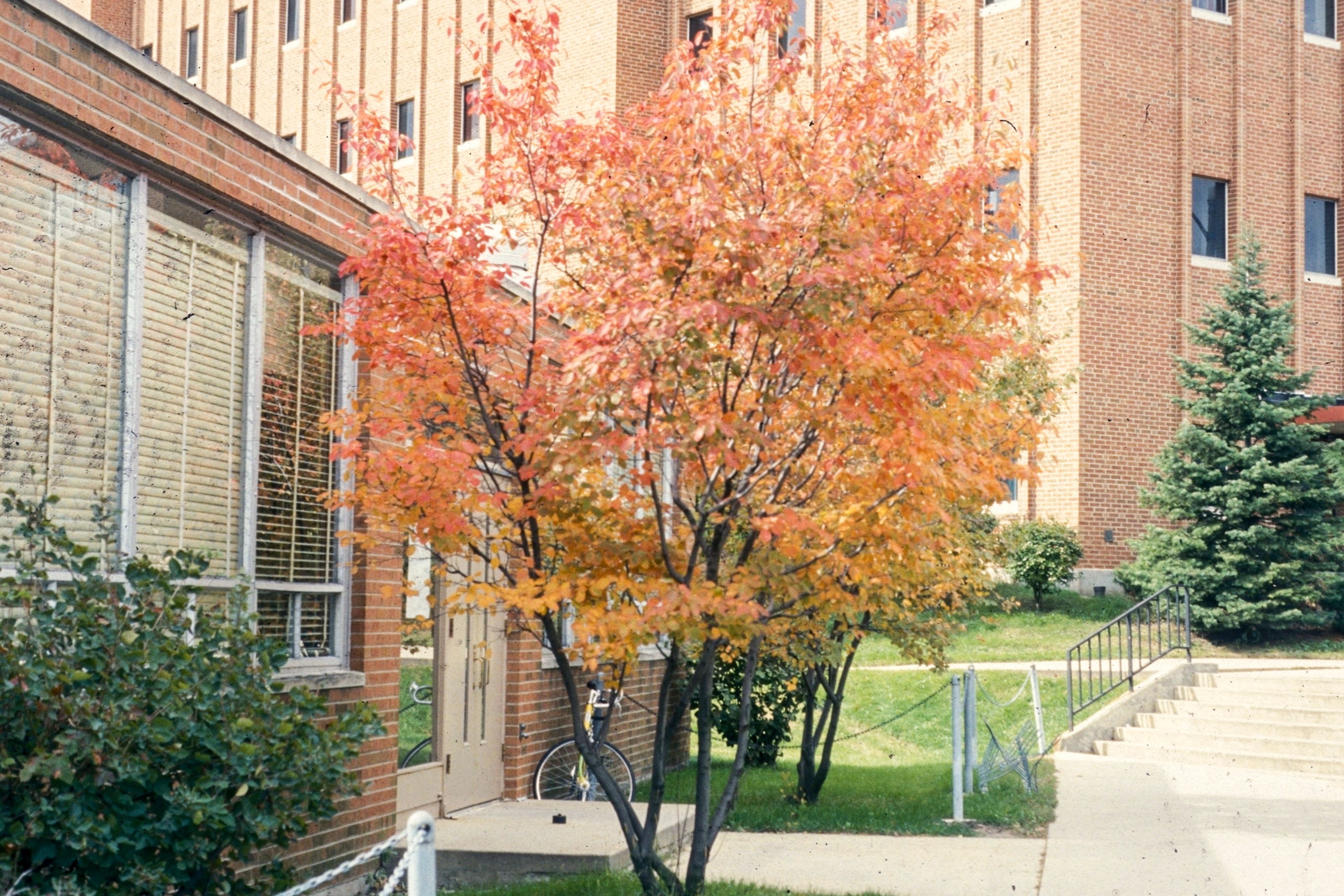 This 2007 image provided by Bugwood.org shows an Amelanchier laevis Allegheny serviceberry tree. (Richard Webb/Bugwood.org via AP)