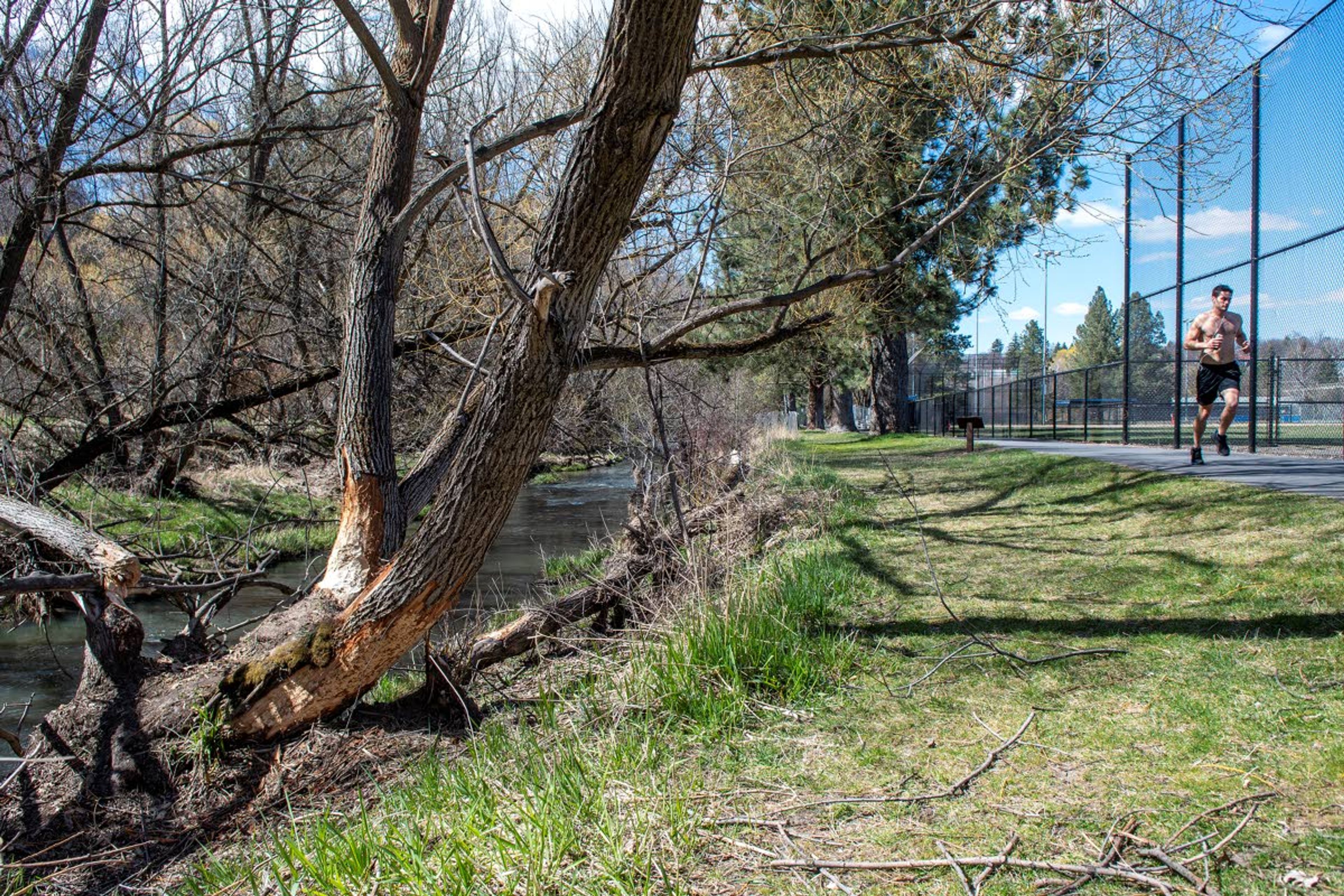 A man jogs on a path that runs alongside the South Fork Palouse River and Pullman City Playfield where trees have been damaged by visiting beavers.