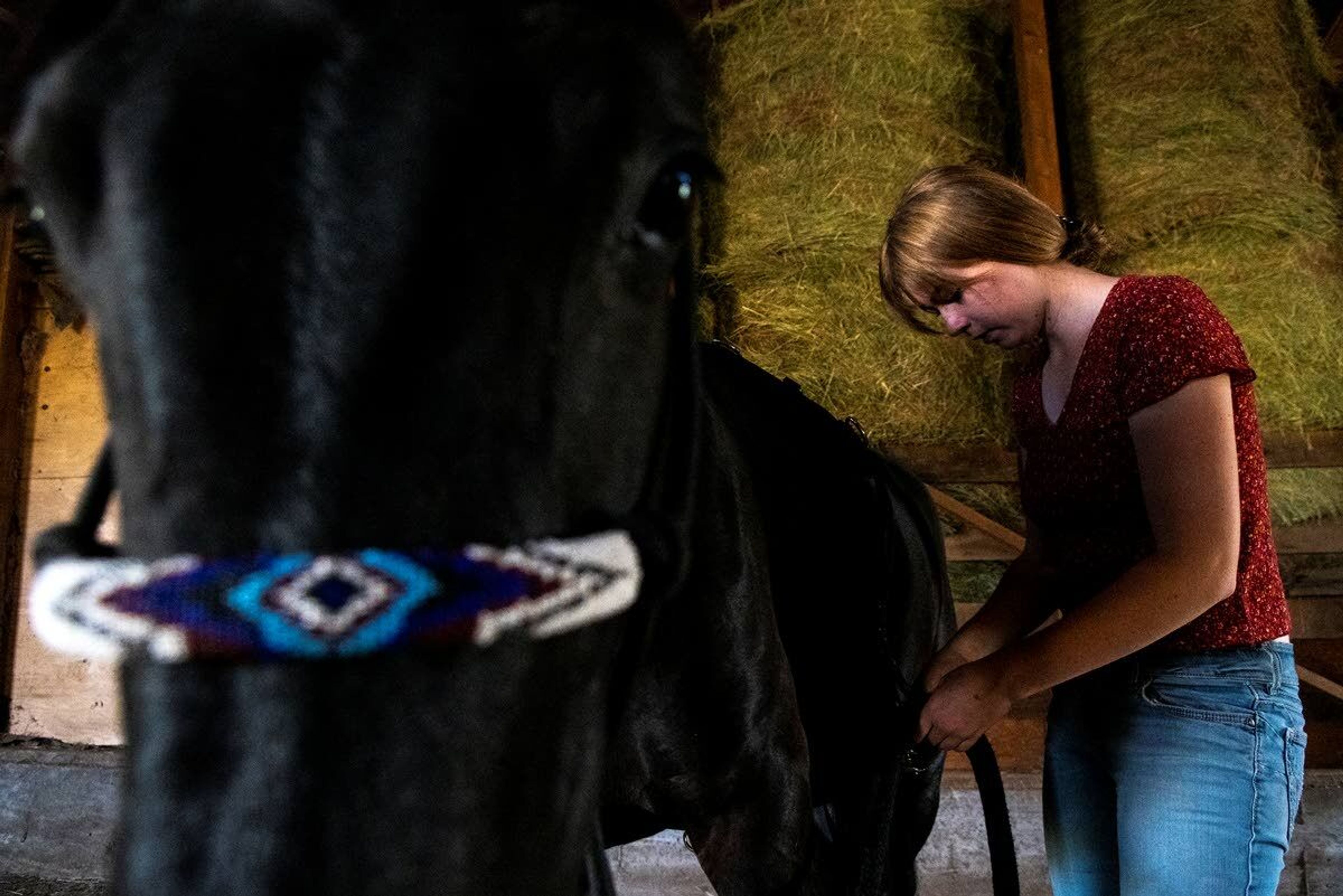 Hylton fastens a leather strap called a surcingle around Lyra while practicing commands in the barn.