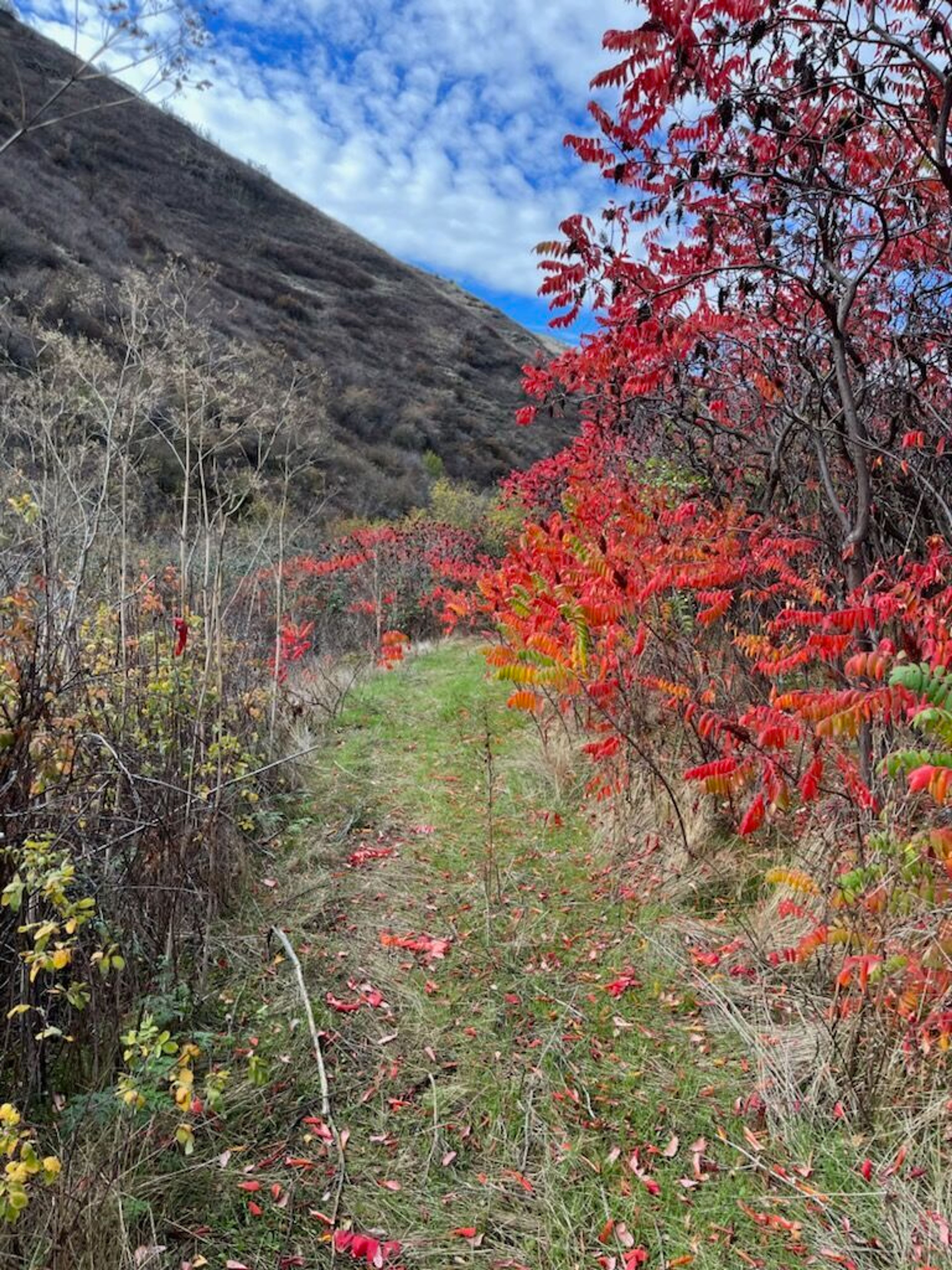 Redbird Creek Trail