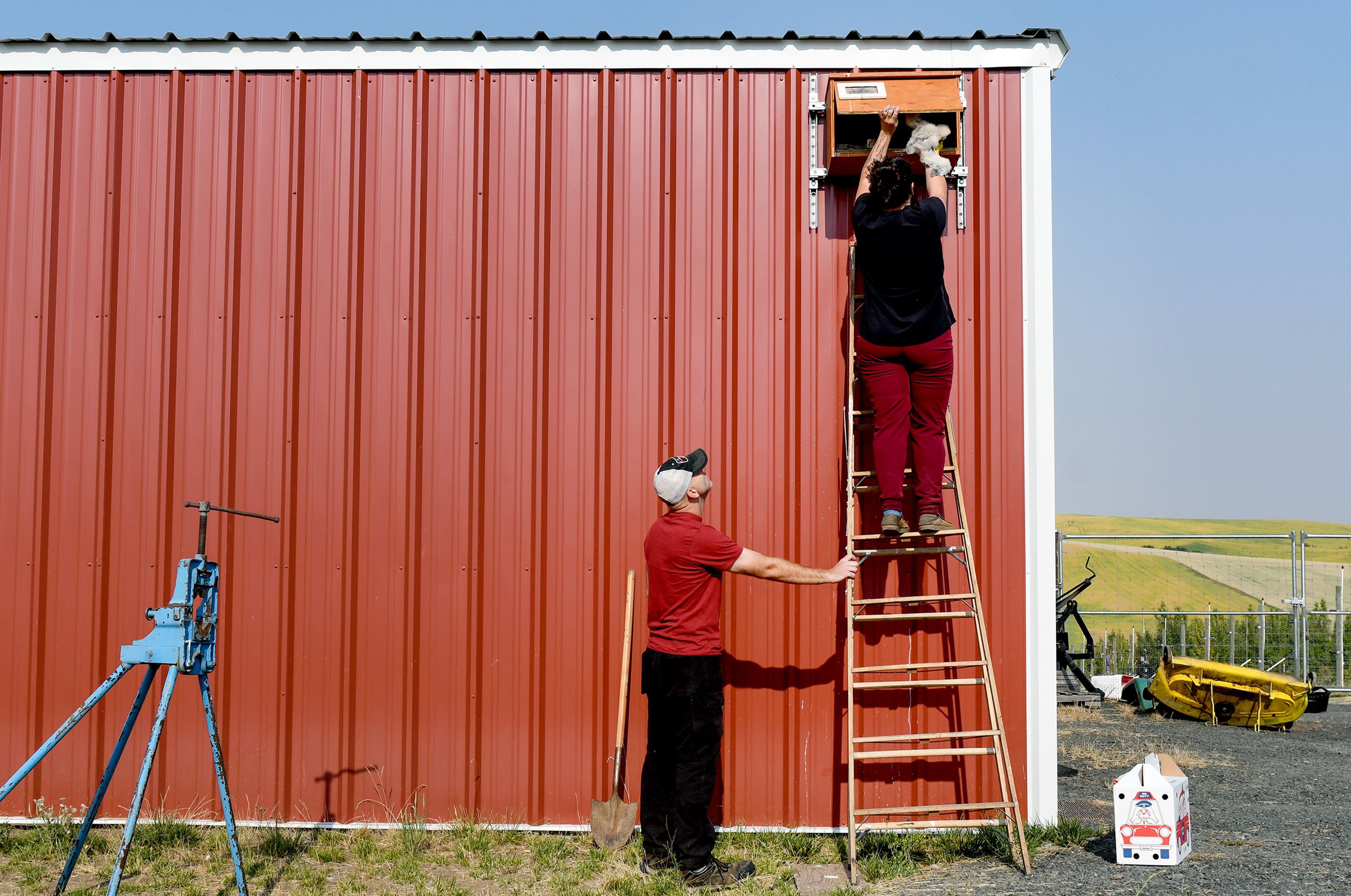 Grant Glover, a farmer at the WSU Horticulture Center, holds a ladder steady for Alex McGregor, a second-year Washington State University vet student and technical assistant at the Veterinary Teaching Hospital, as McGregor places orphaned barn owls in a nest box at the horticulture center on Wednesday.