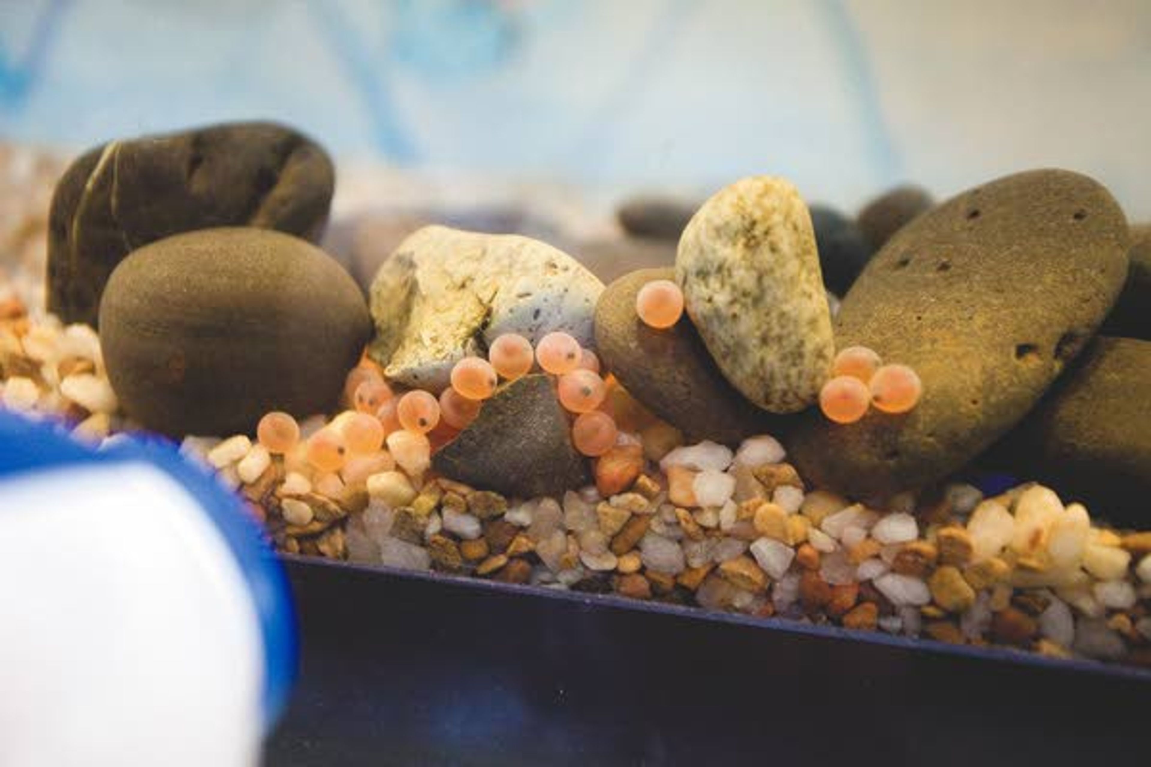 Growing steelhead embryos with eyes are seen in a fish tank at Moscow Charter School as part of a steelhead egg hatching project on Monday. Idaho Department of Fish and Game delivered 100 eggs for the project on Wednesday.