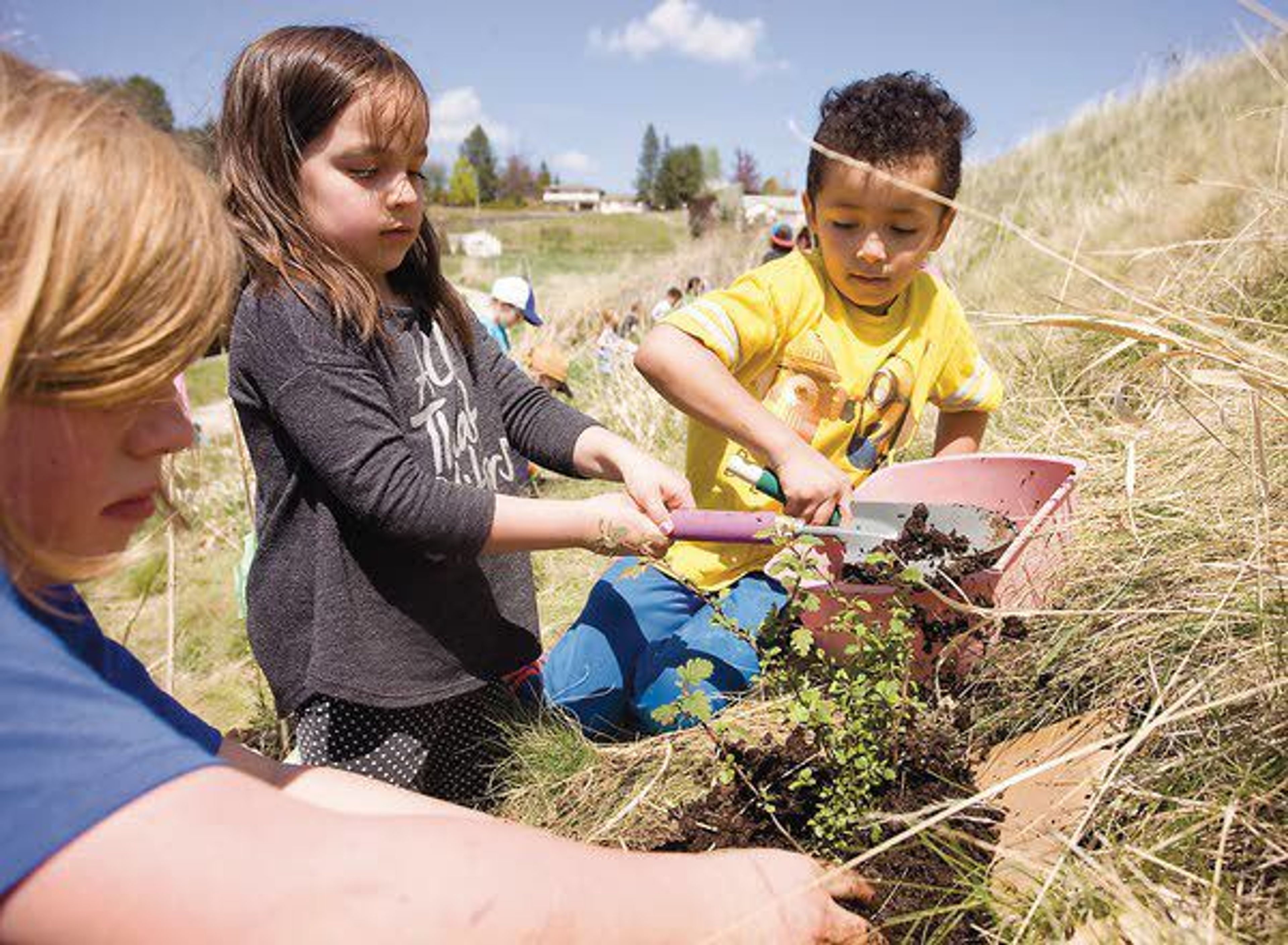 Kindergarten students from Palouse Prairie Charter School plant native trees and shrubs Wednesday at the site where their new school will be built on Nursery Street in Moscow.