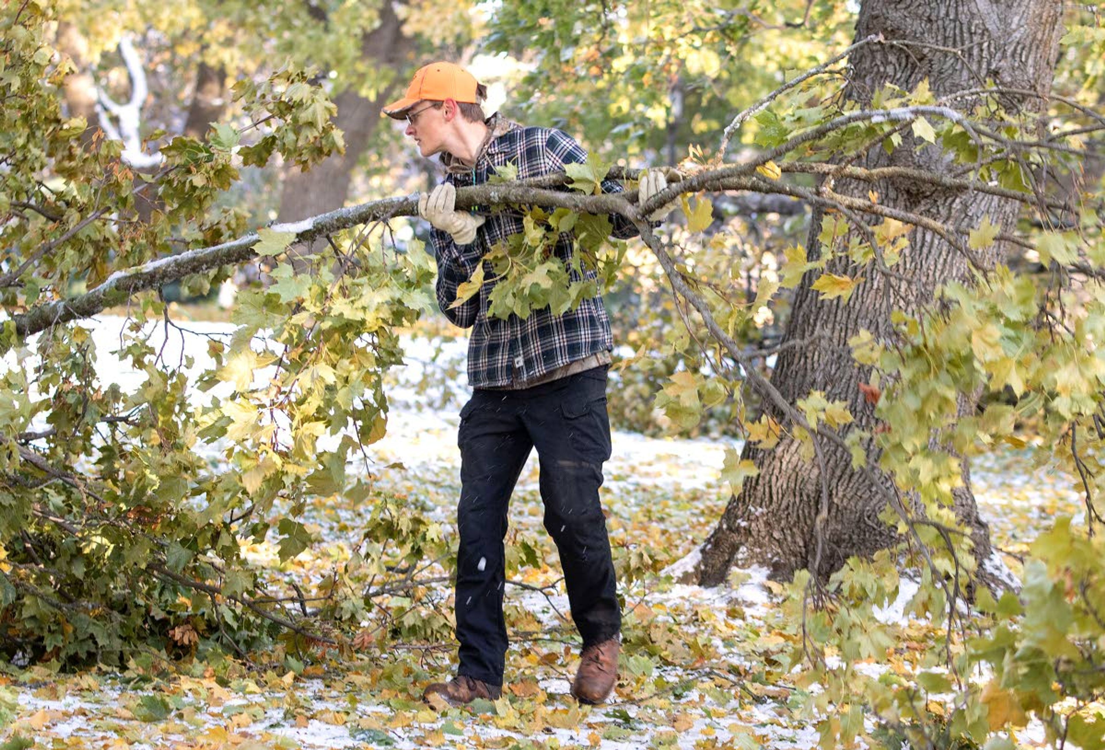 University of Idaho Facilities worker Aaron Ulliman stacks broken tree branches into piles so they can be chipped Tuesday outside the UI Administration Building in Moscow. Trees throughout campus were damaged by a snowstorm that started Friday.