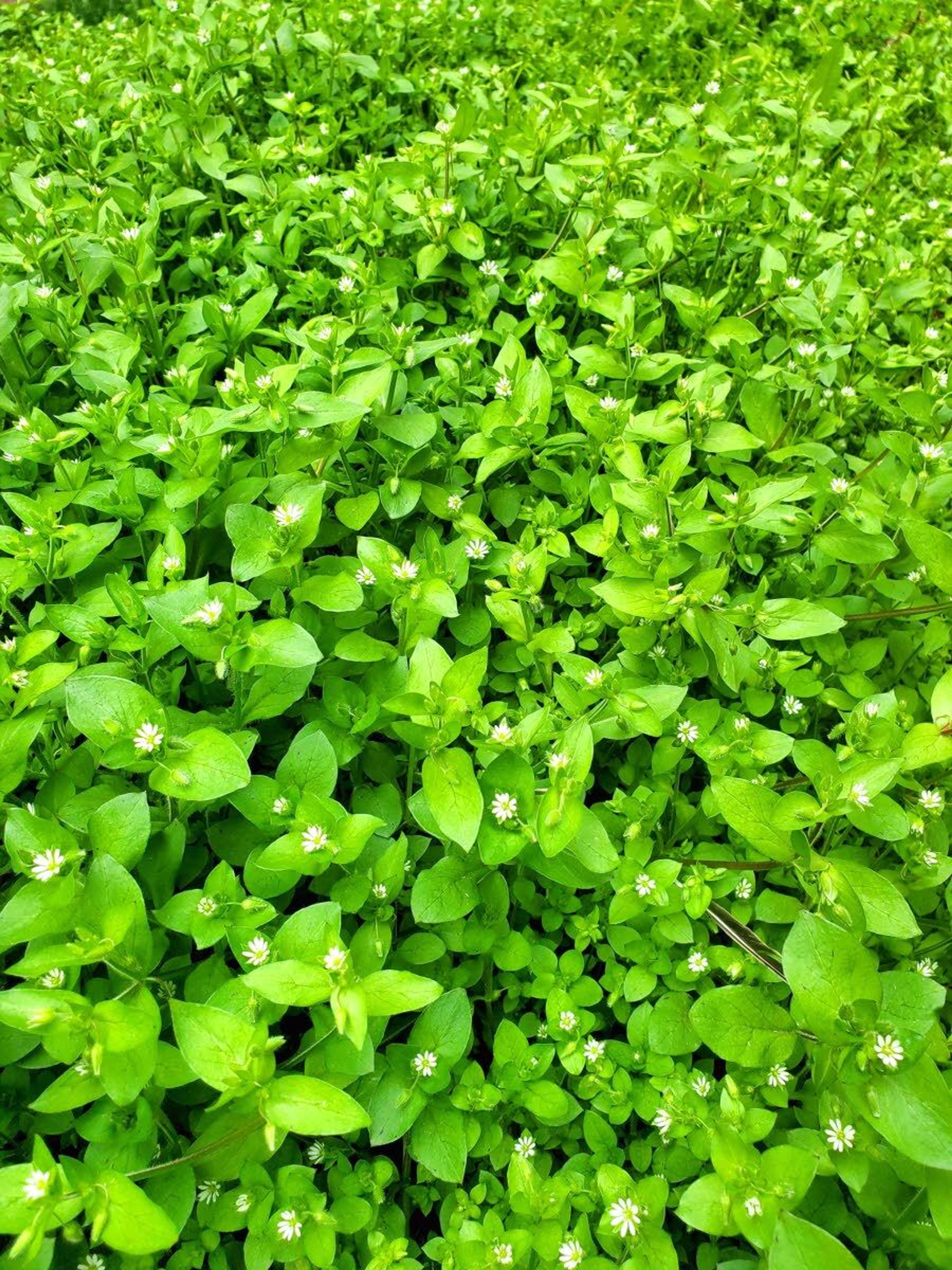 A healthy patch of chickweed growing wild in my yard.