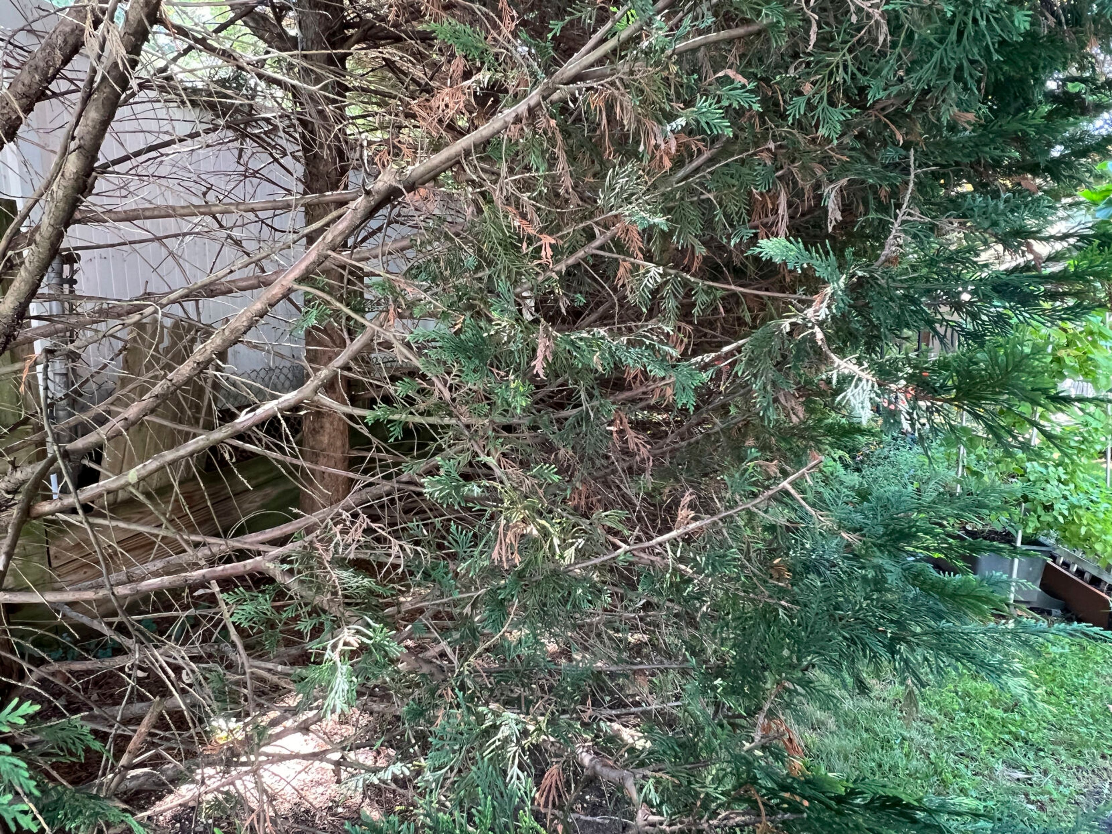 This Aug. 22, 2024, image shows a the bare inner portion of a Leyland cypress tree’s branches on Long Island, New York. (Jessica Damiano via AP)