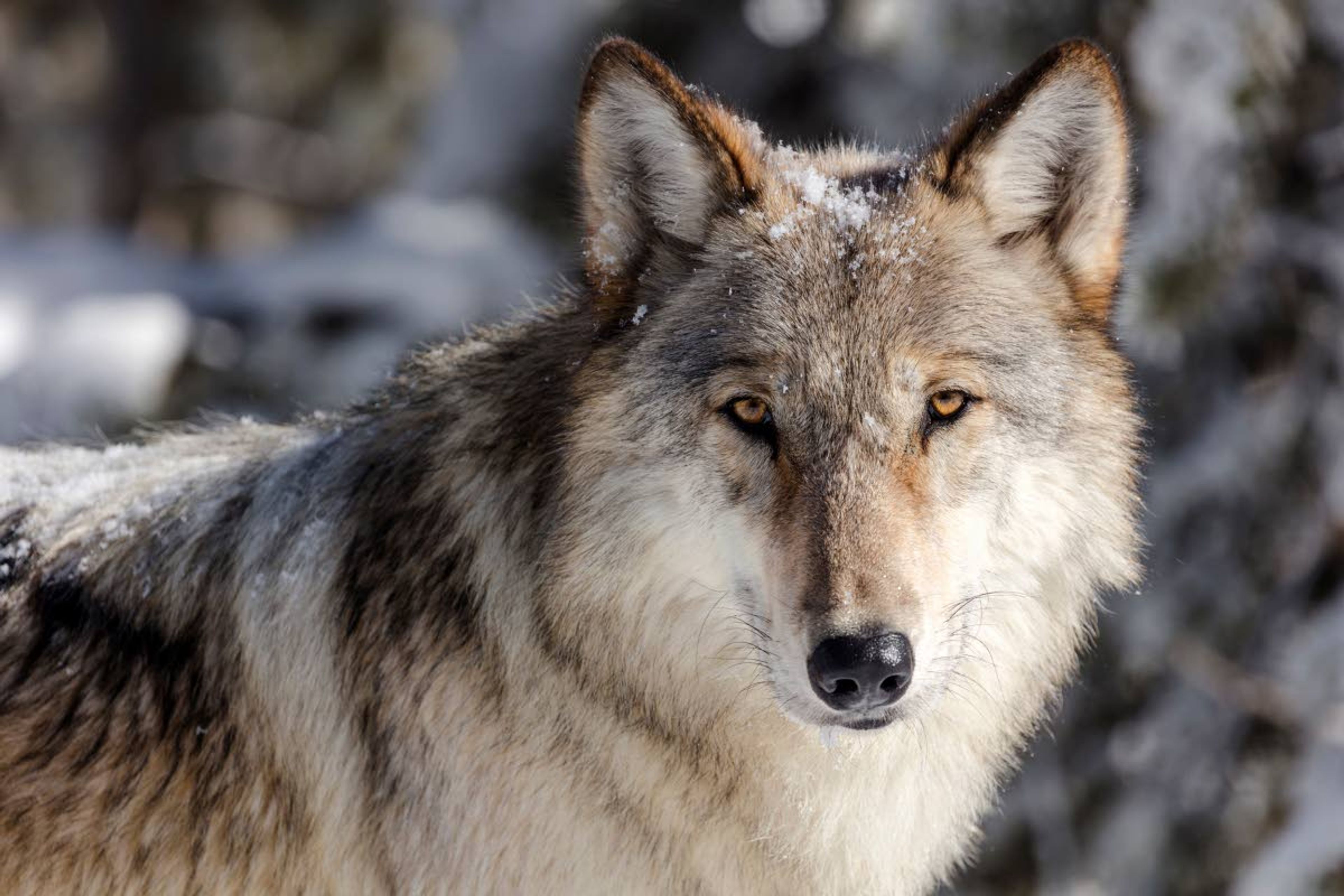 FILE - This Nov. 7, 2017, file photo provided by the National Park Service shows a wolf in Yellowstone National Park, Wyo. Idaho state officials are requesting $392,000 from the general fund to kill wolves in Idaho, and with other revenue sources will have just over $1 million for that purpose starting this summer. The Wolf Depredation Control Board made the request Wednesday, Jan. 19, 2022, to the Legislature's powerful budget-setting committee. (Jacob W. Frank/National Park Service via AP, File)