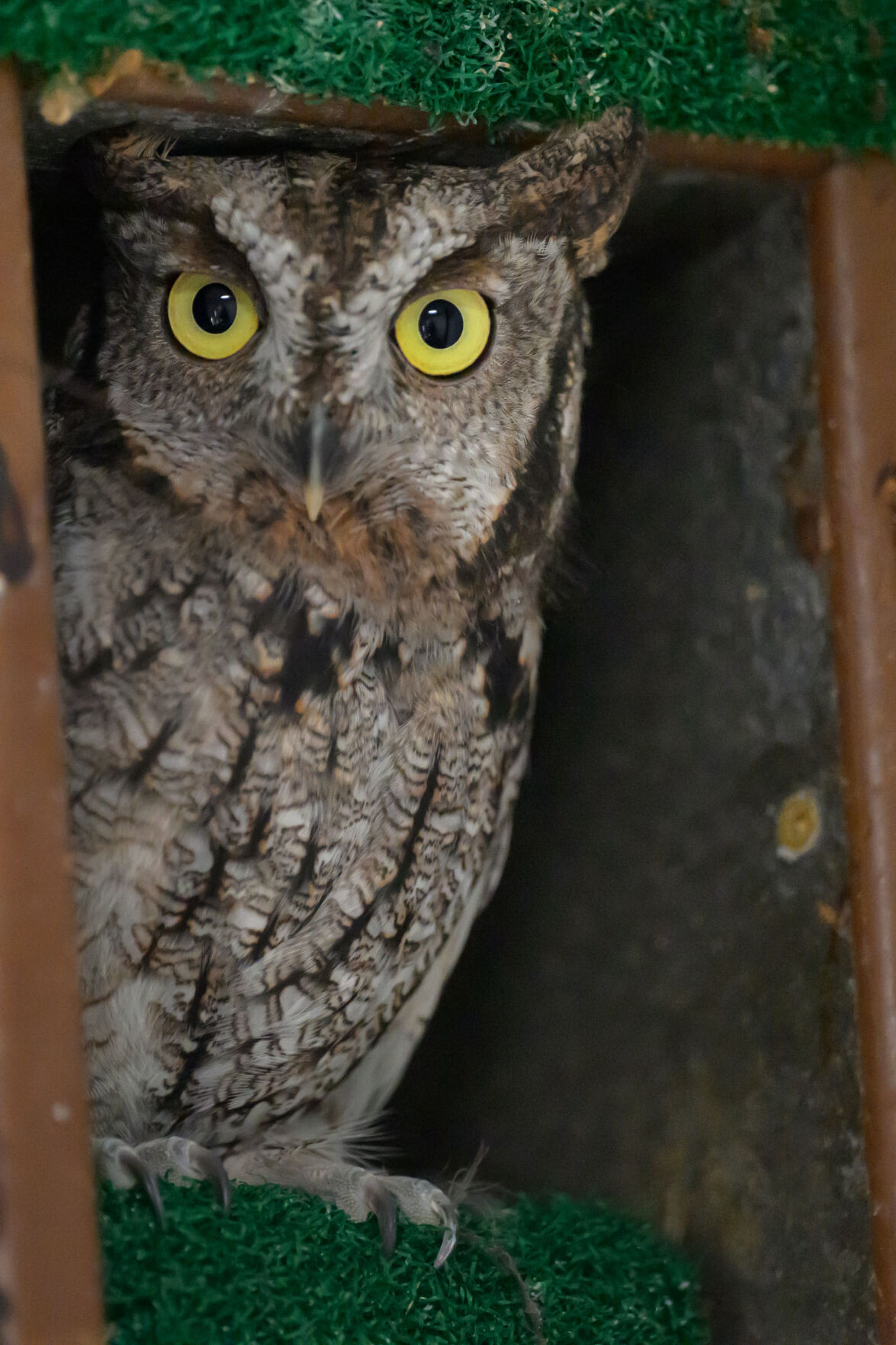 A Western screech owl is shown Thursday at the Stauber Raptor Facility in Washington State University's College of Veterinary Medicine where it had been receiving care. Later in the day, the owl was released into the wild at the Palouse-Clearwater Environmental Institute on in Moscow. The owl was released at PCEI because the facility and surrounding land has an abundance of ideal owl habitat.