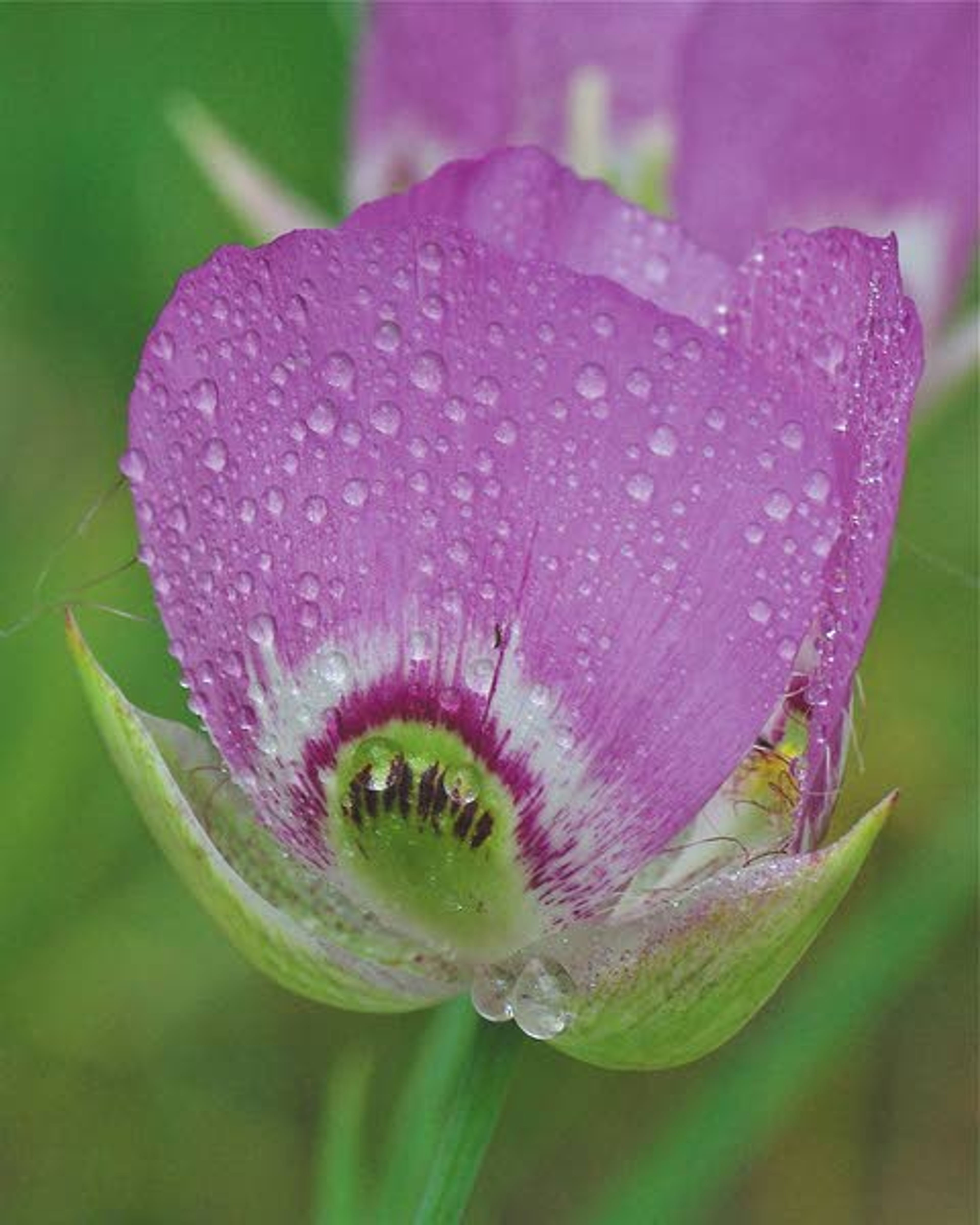 Pictured is the purple-eyed mariposa, also called sticky purple geranium. It can be found throughout the Palouse.