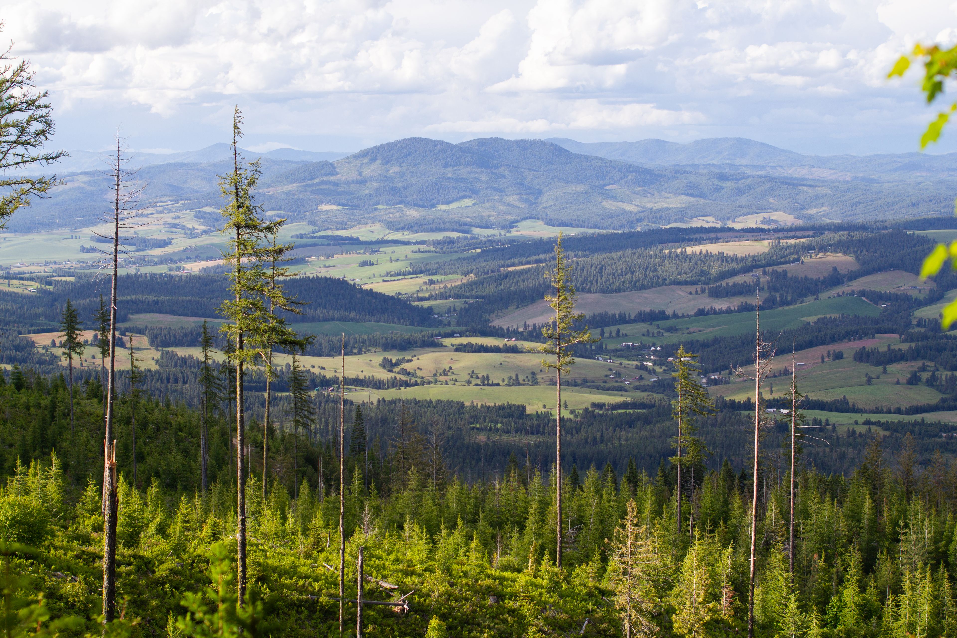 The Palouse is on display for those who hike on East Moscow Mountain.