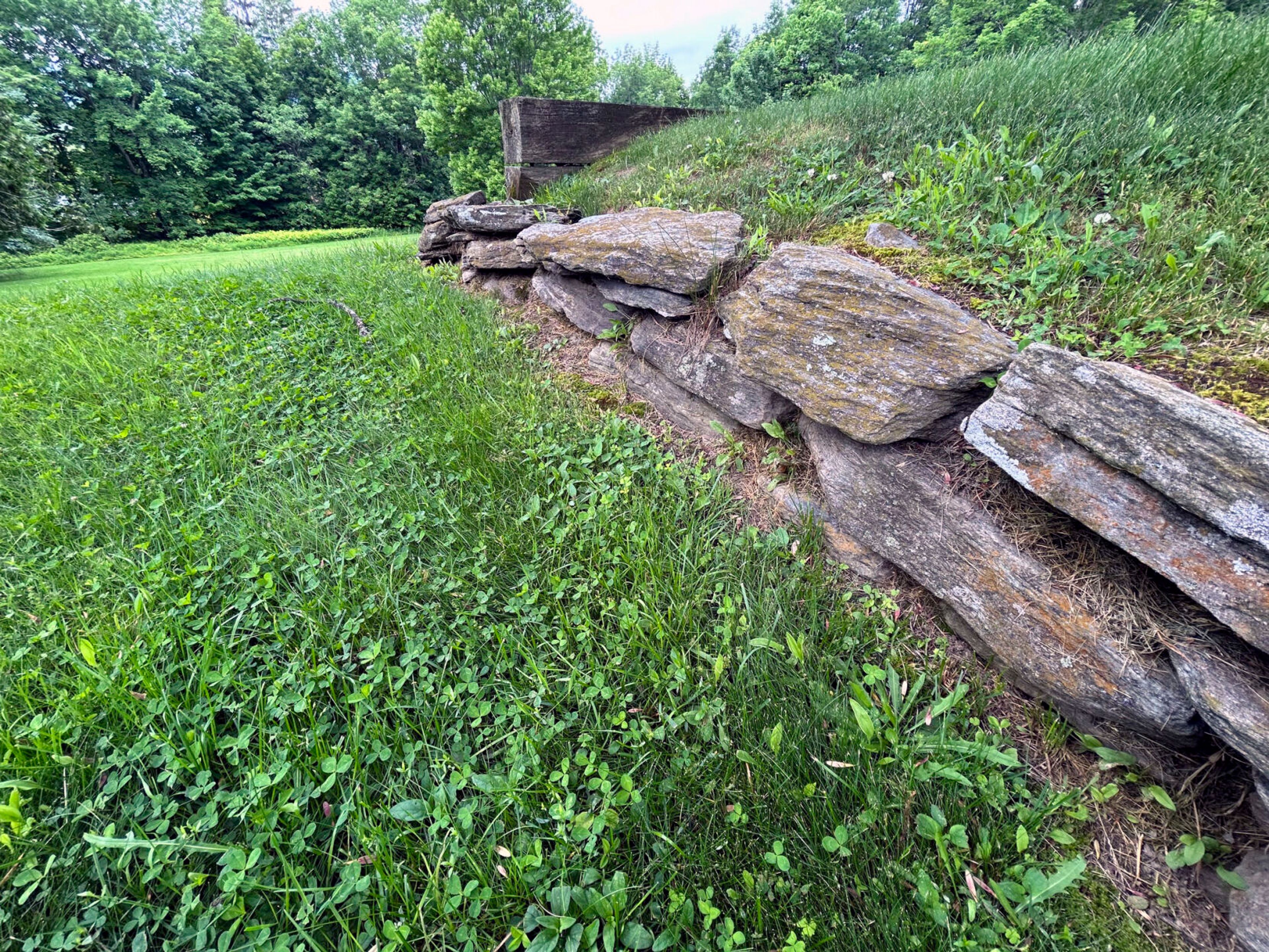 Damiano Finding balance between lawn and notlawn