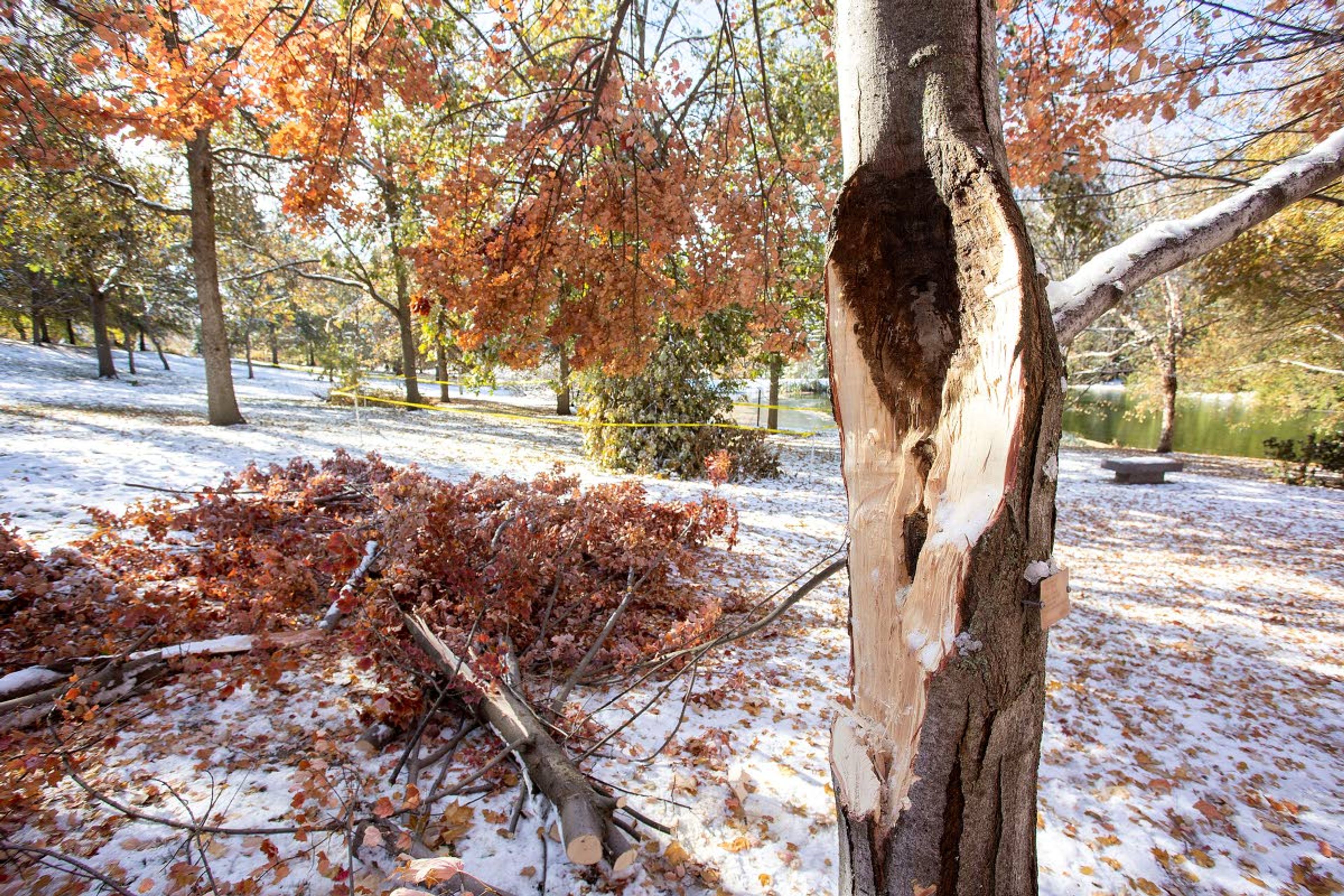 Several branches broke off of a red maple tree at the University of Idaho Arboretum and Botanical Garden. Trees throughout campus were damaged by a snowstorm that started on Friday.