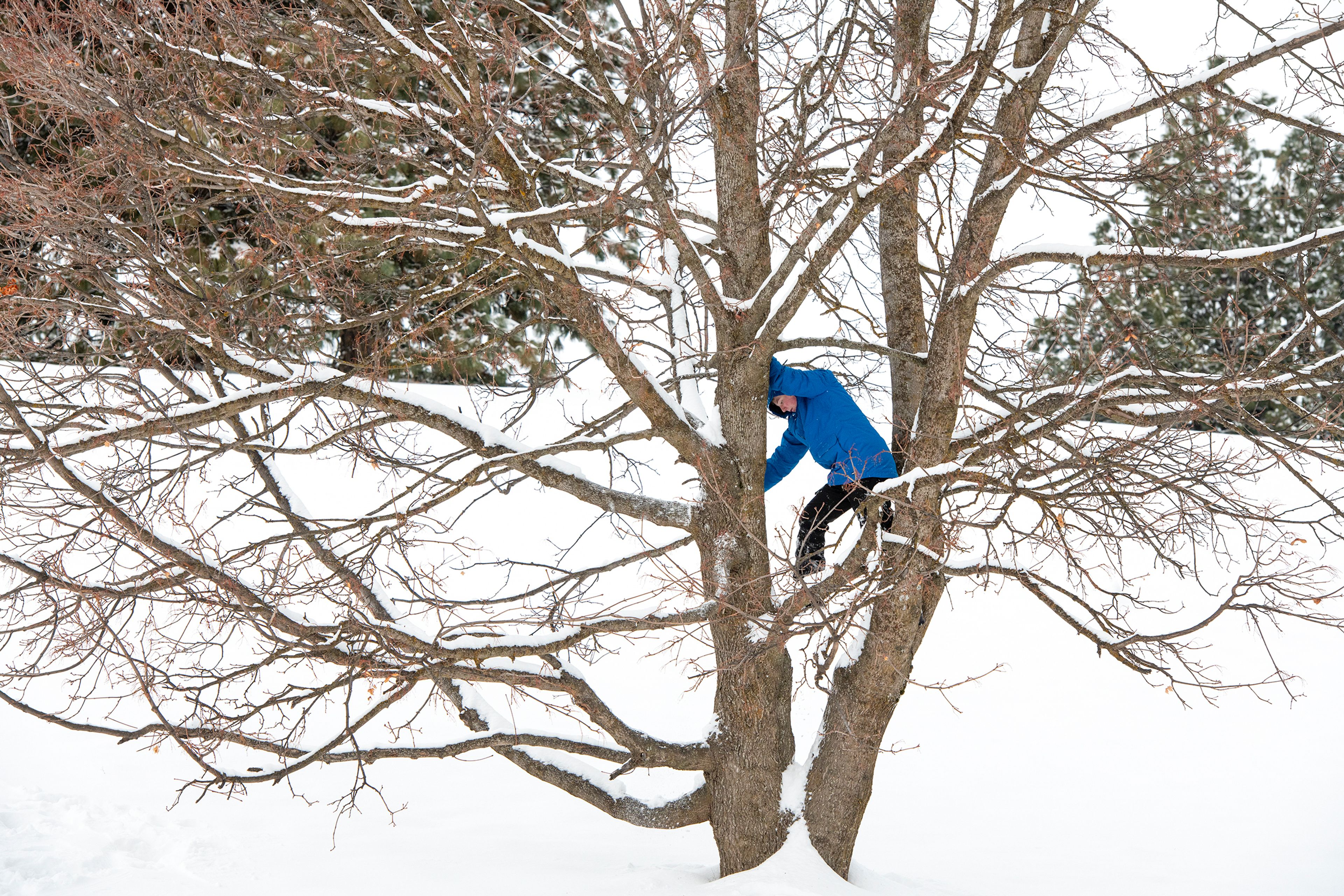 Daniel Dorgan climbs a tree to gain a better view of his family and friends sledding down a hill at Sunnyside Park in Pullman.