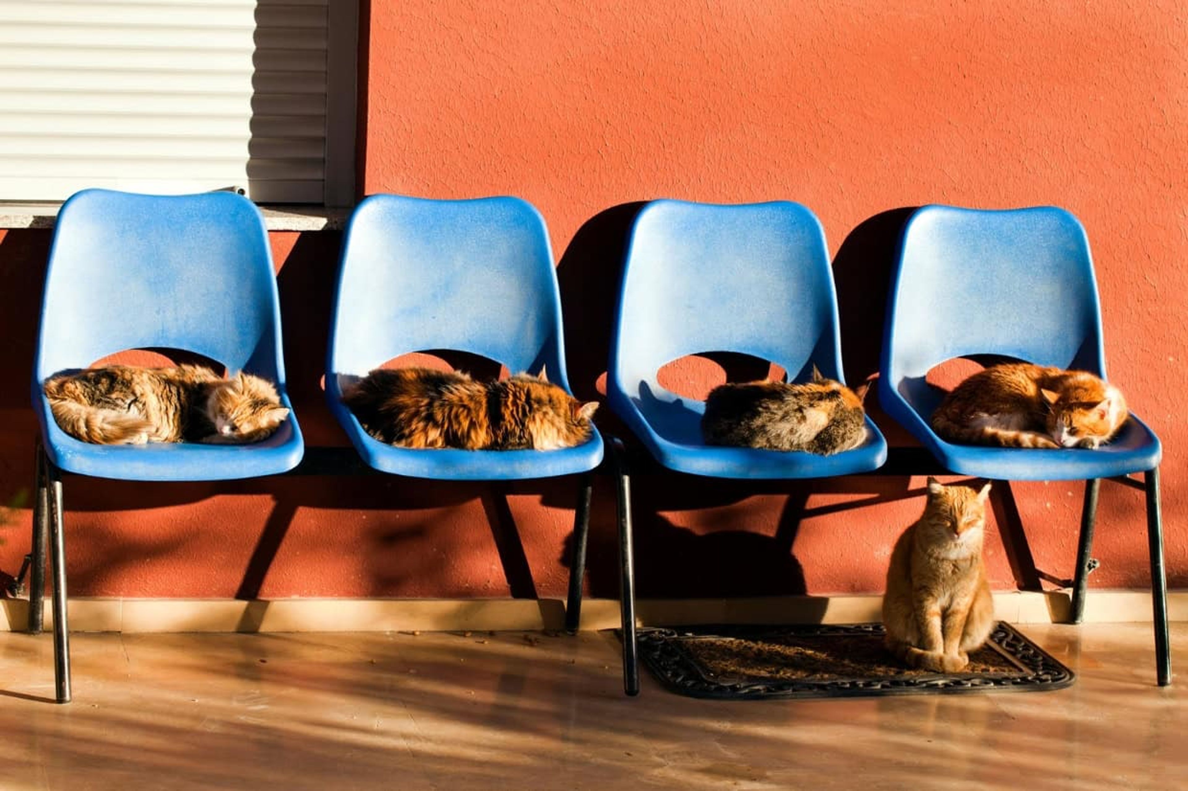 Uncover the cat distribution system and other surprising ways life delivers exactly what you need - when you least expect it. Photo credit: Depositphotos.