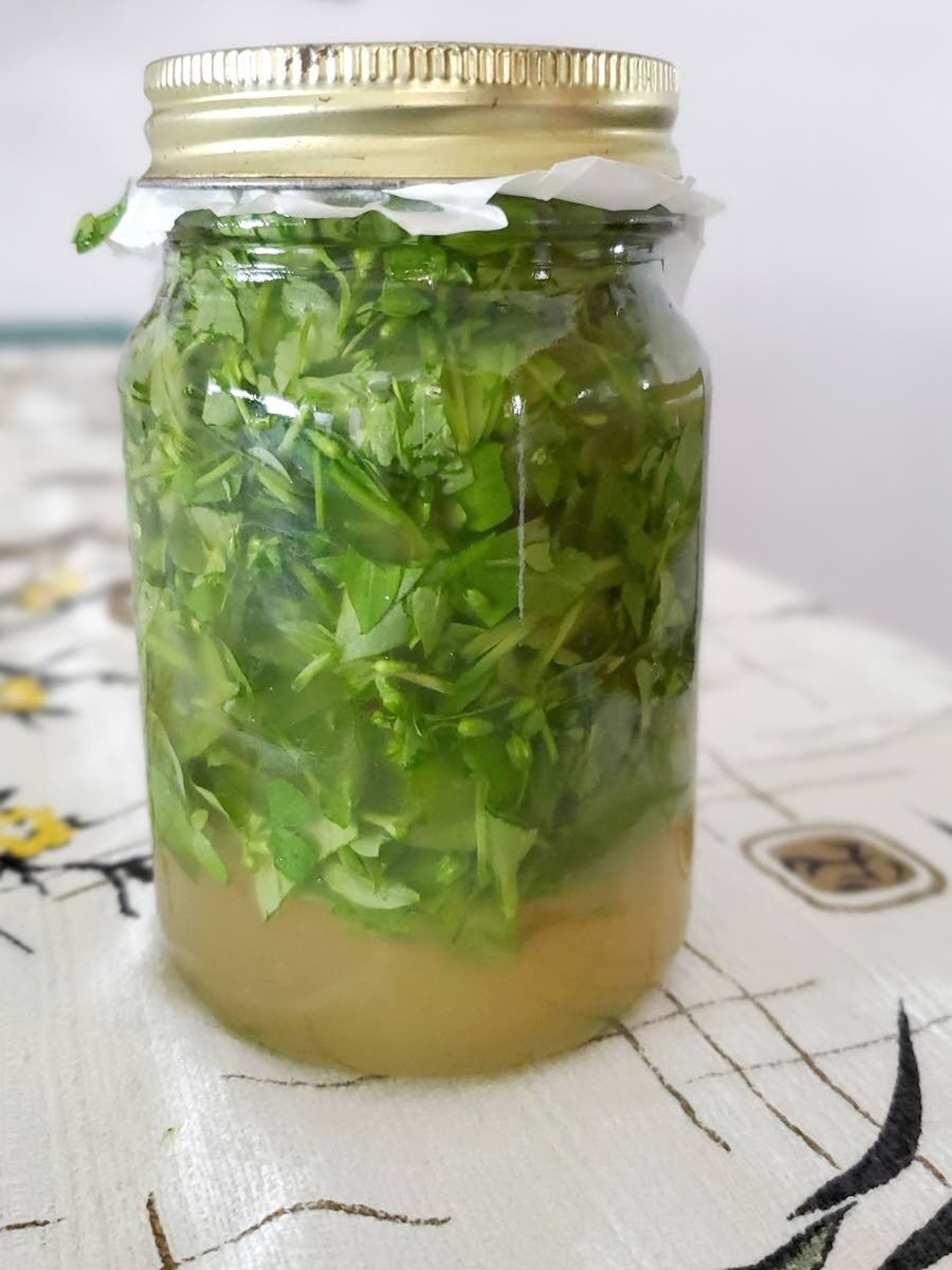 Chickweed combined with apple cider vinegar. In four weeks I’ll strain it and use it as a dressing.