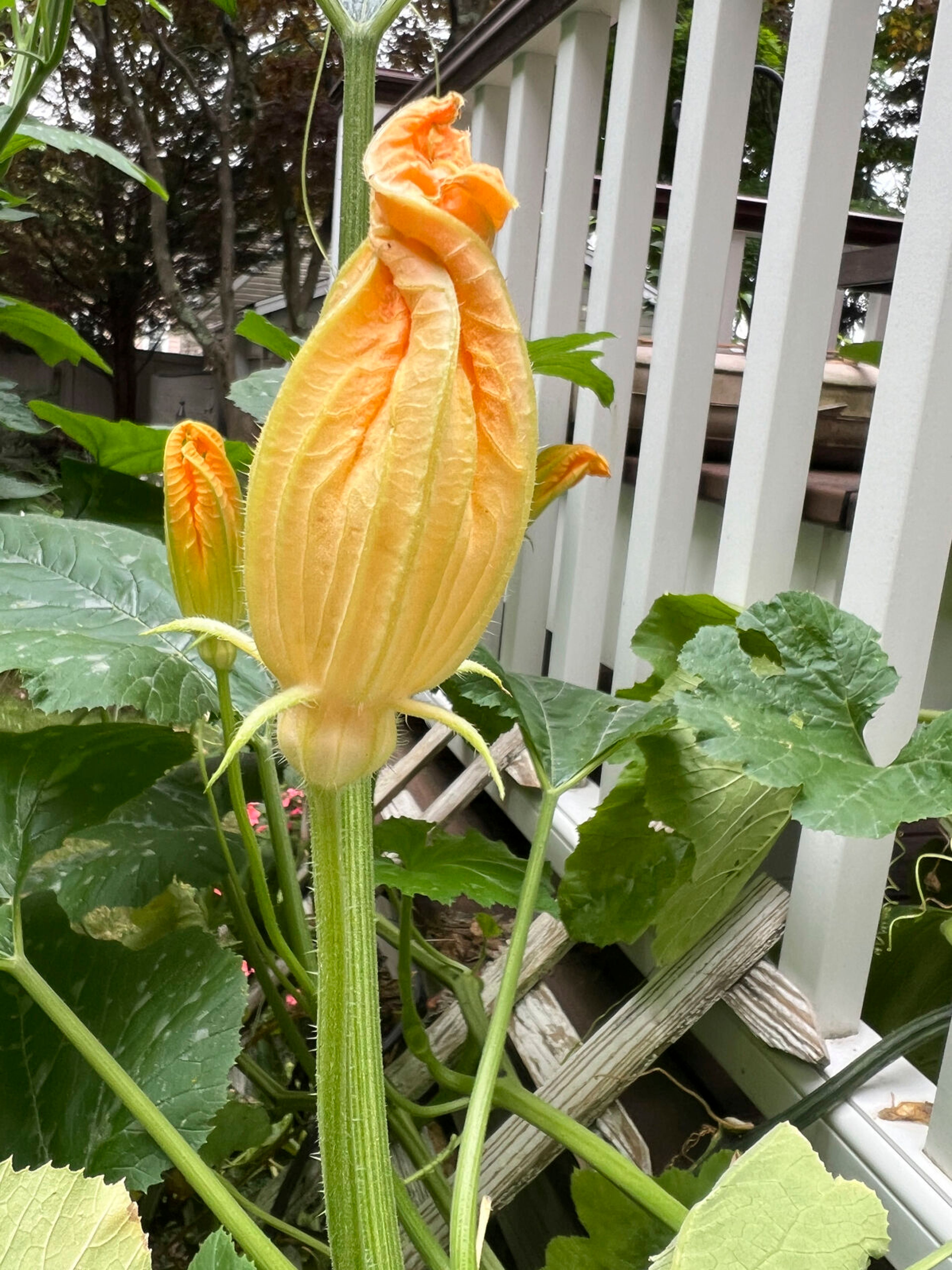 This July 25, 2024 image provided by Jessica Damiano shows male zucchini flowers, which are attached to plants by a simple stem, on Long Island, New York. (Jessica Damiano via AP)