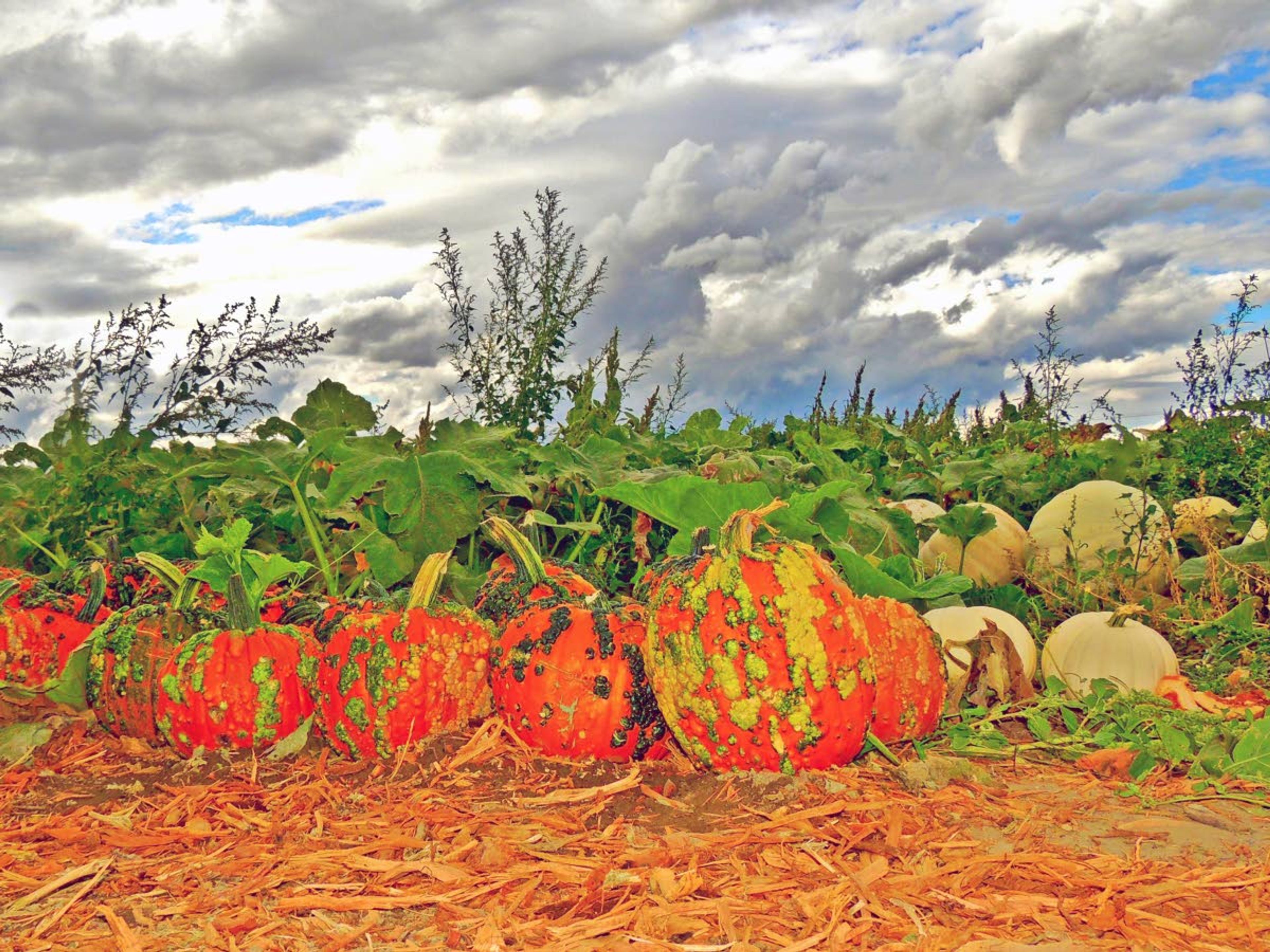 Pumpkin patch