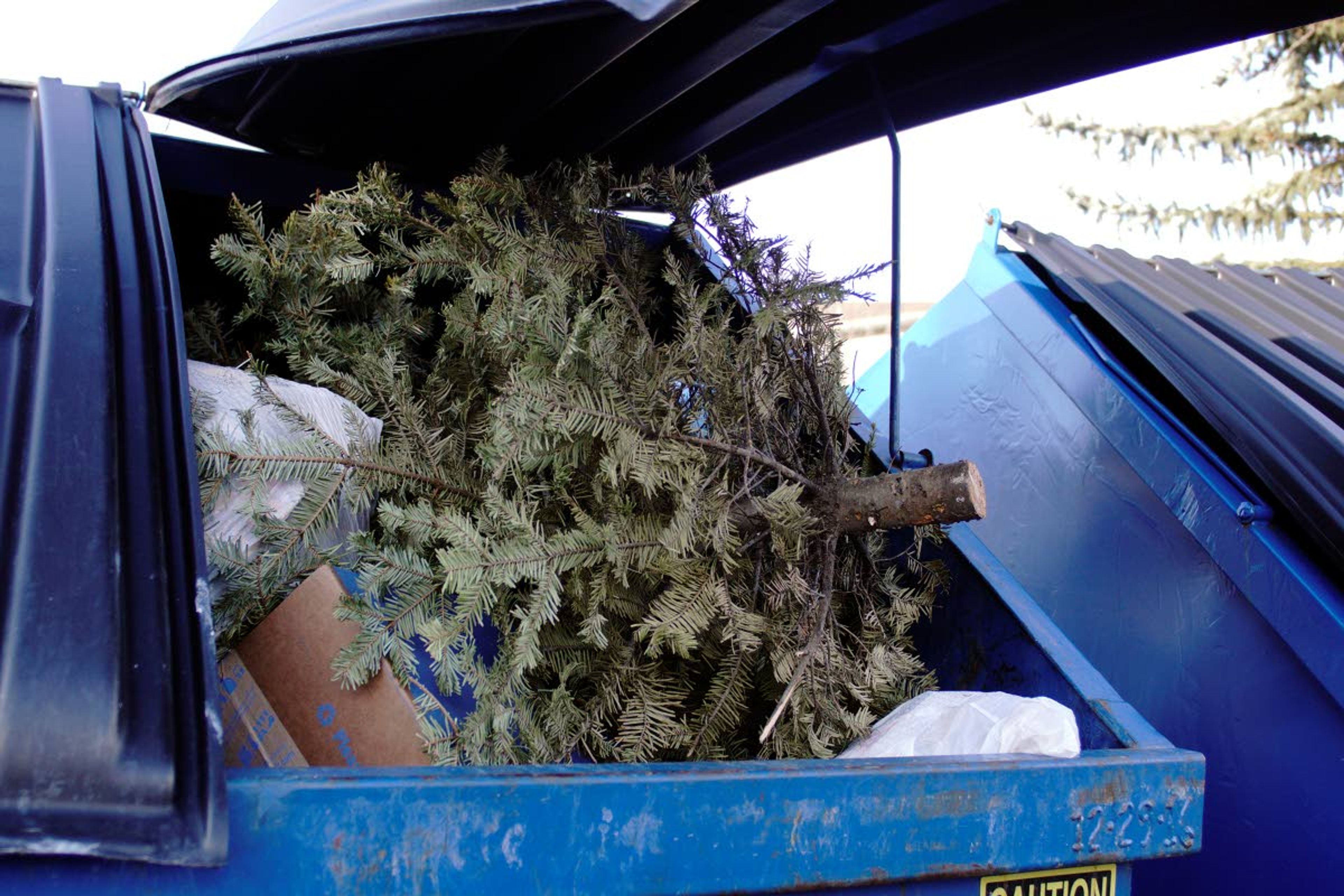 Kai Eiselein/Daily NewsA discarded Christmas tree lays in a dumpster in Moscow on New Year’s Day.