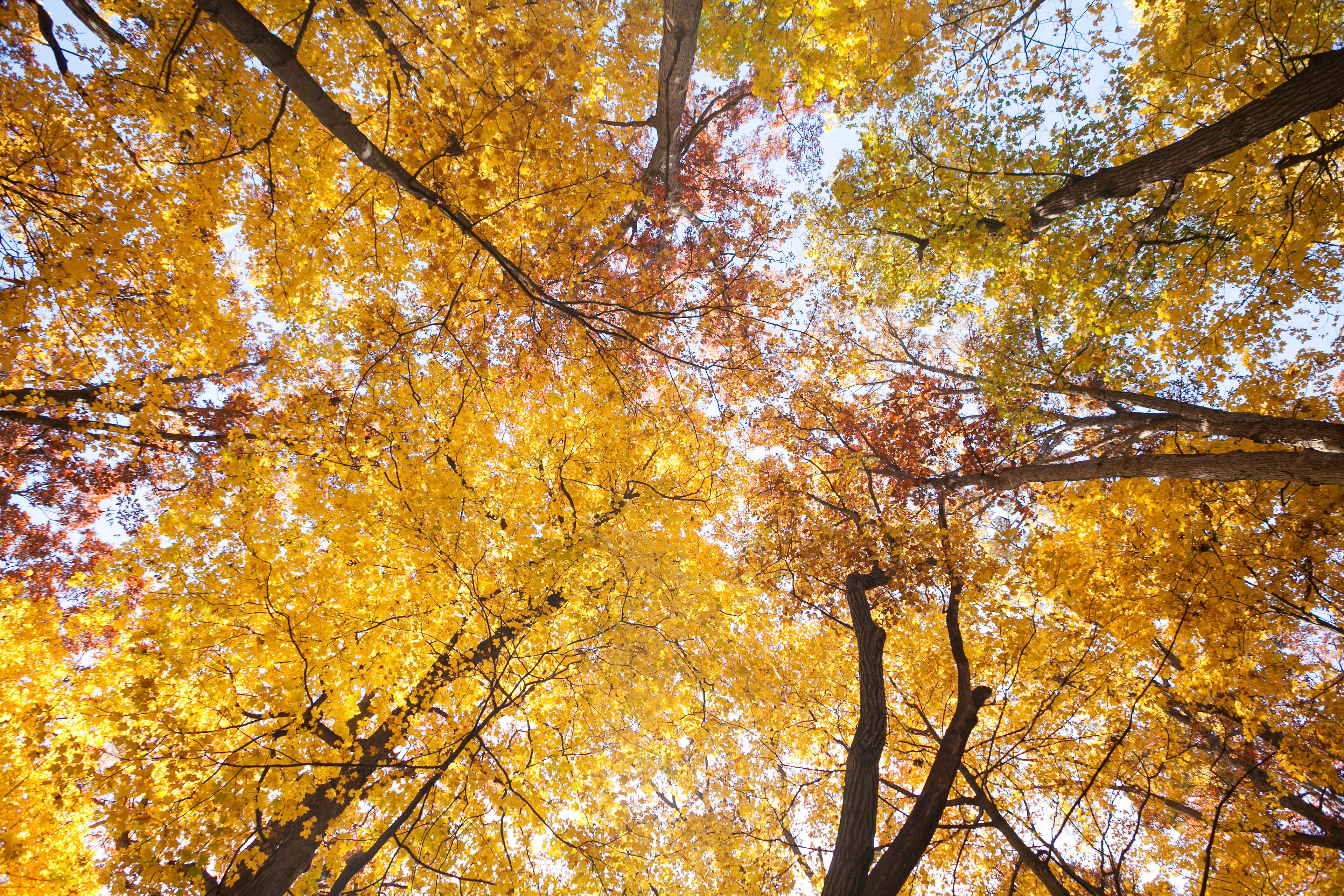 This October 2014 image provided by The Morton Arboretum shows the colorful foliage of a sugar maple tree at the arboretum in Lisle, Ill. As the season progress, the tree's leaves progress from green to yellow to orange and, ultimately, brilliant red before dropping. (The Morton Arboretum via AP)