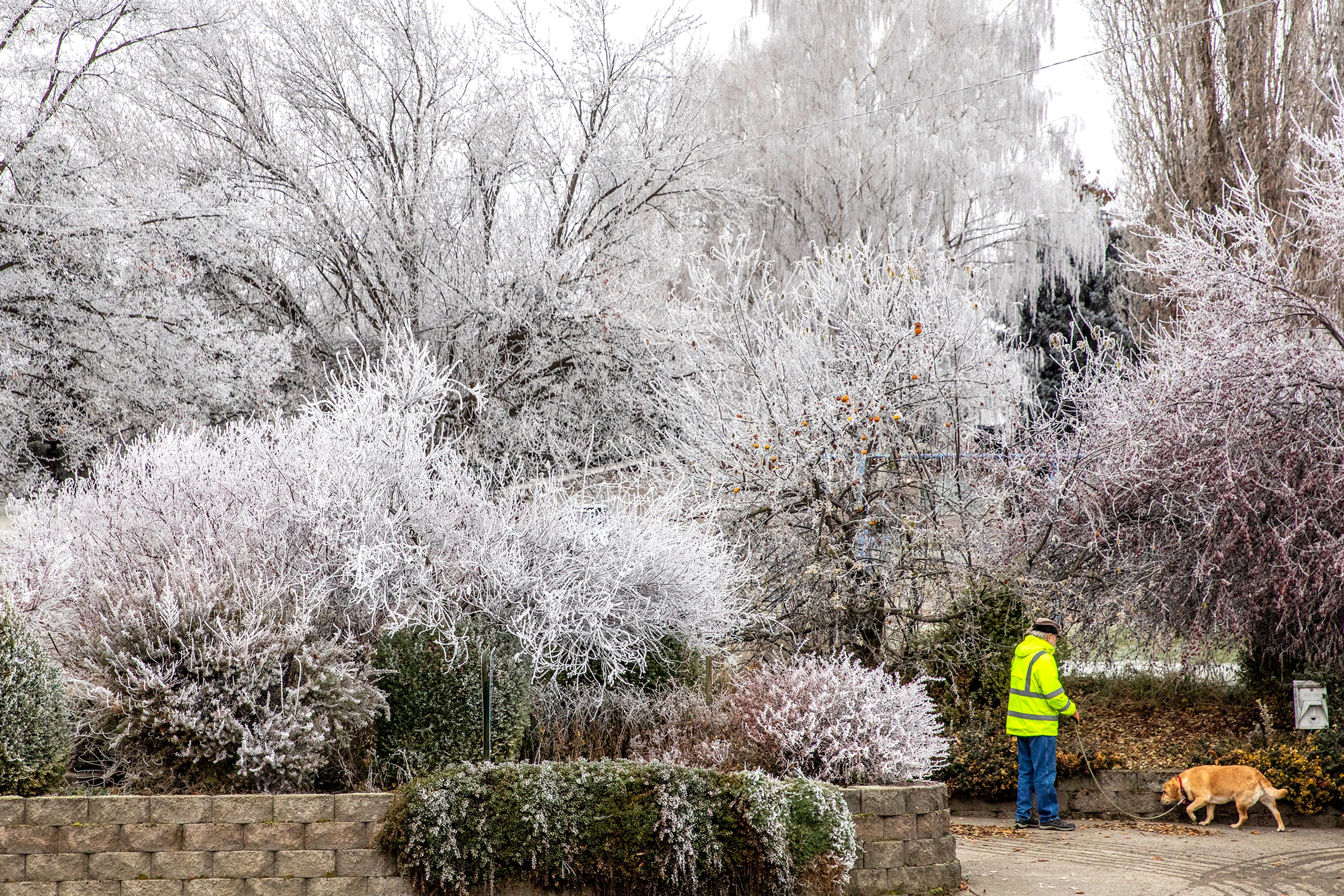 A dog walker moves down the sidewalk in Uniontown as frost covers the bushes and trees Wednesday.