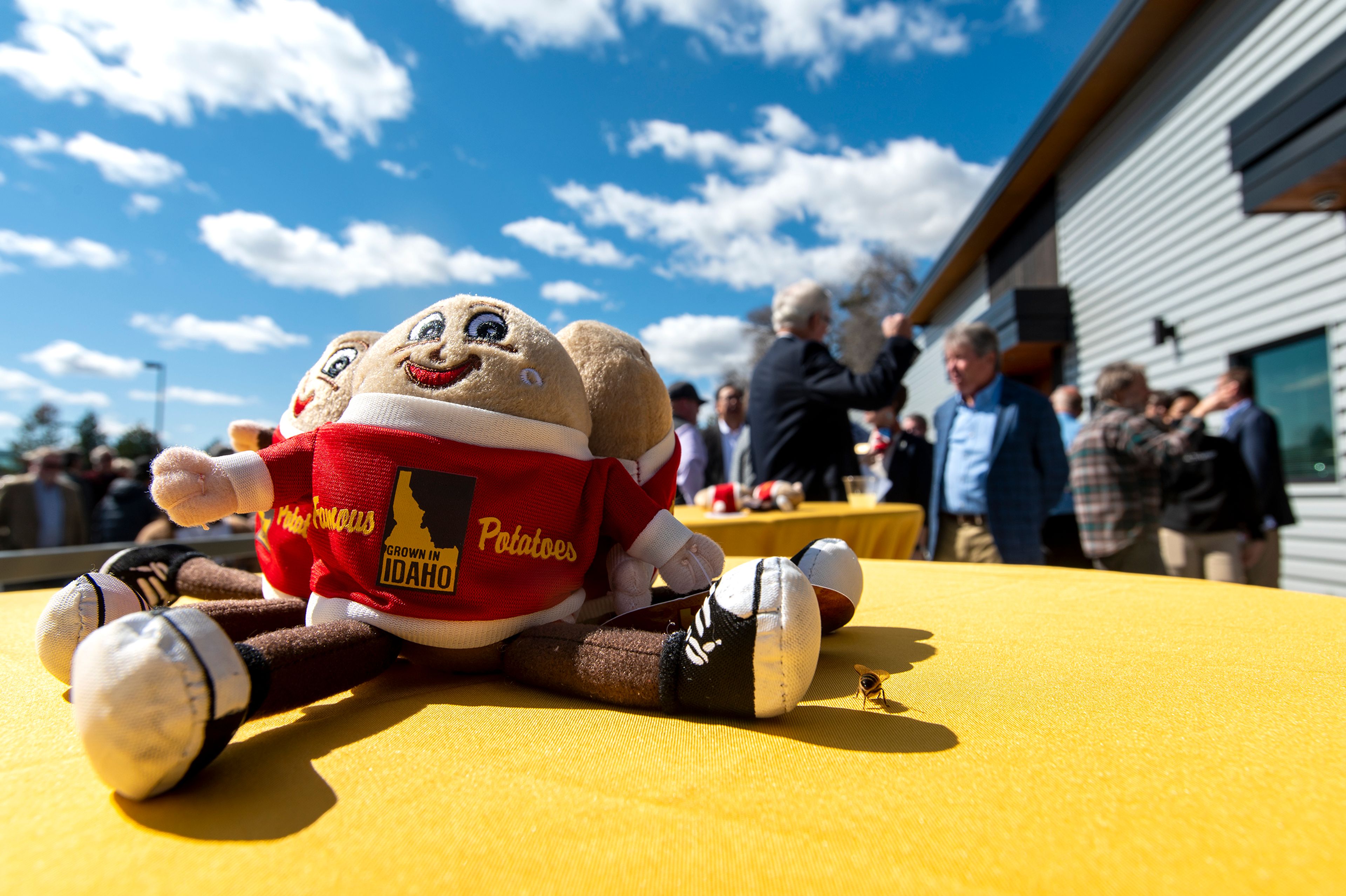 A bee joins a trio of “Spuddy Buddy” Famous Potatoes as they rest on a table during the grand opening of the University of Idaho’s new Seed Potato Germplasm Laboratory on Tuesday afternoon in Moscow.