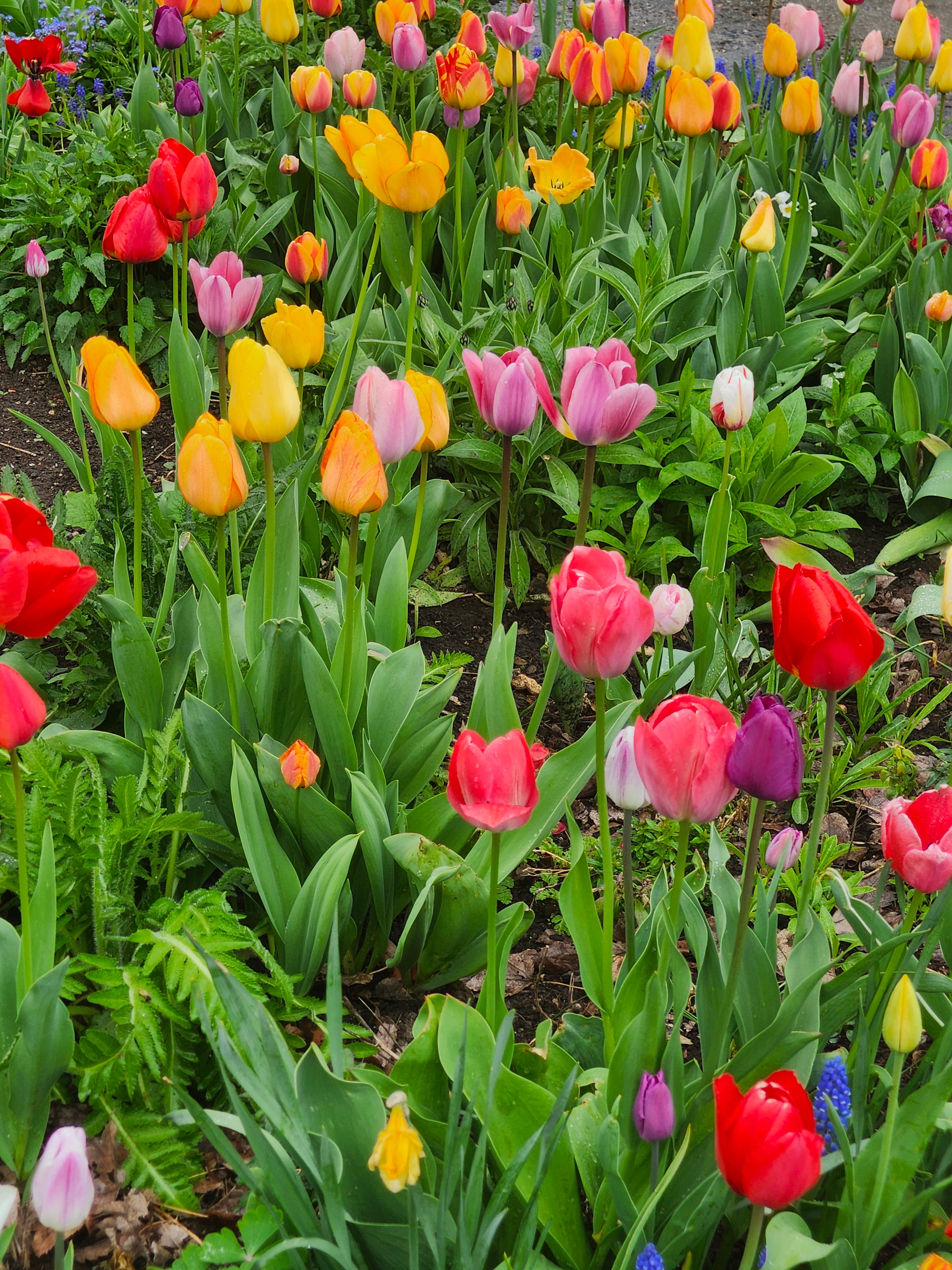 Springtime tulips bloom in the Moscow columnist's front garden, her Church of Dirt and Flowers. 