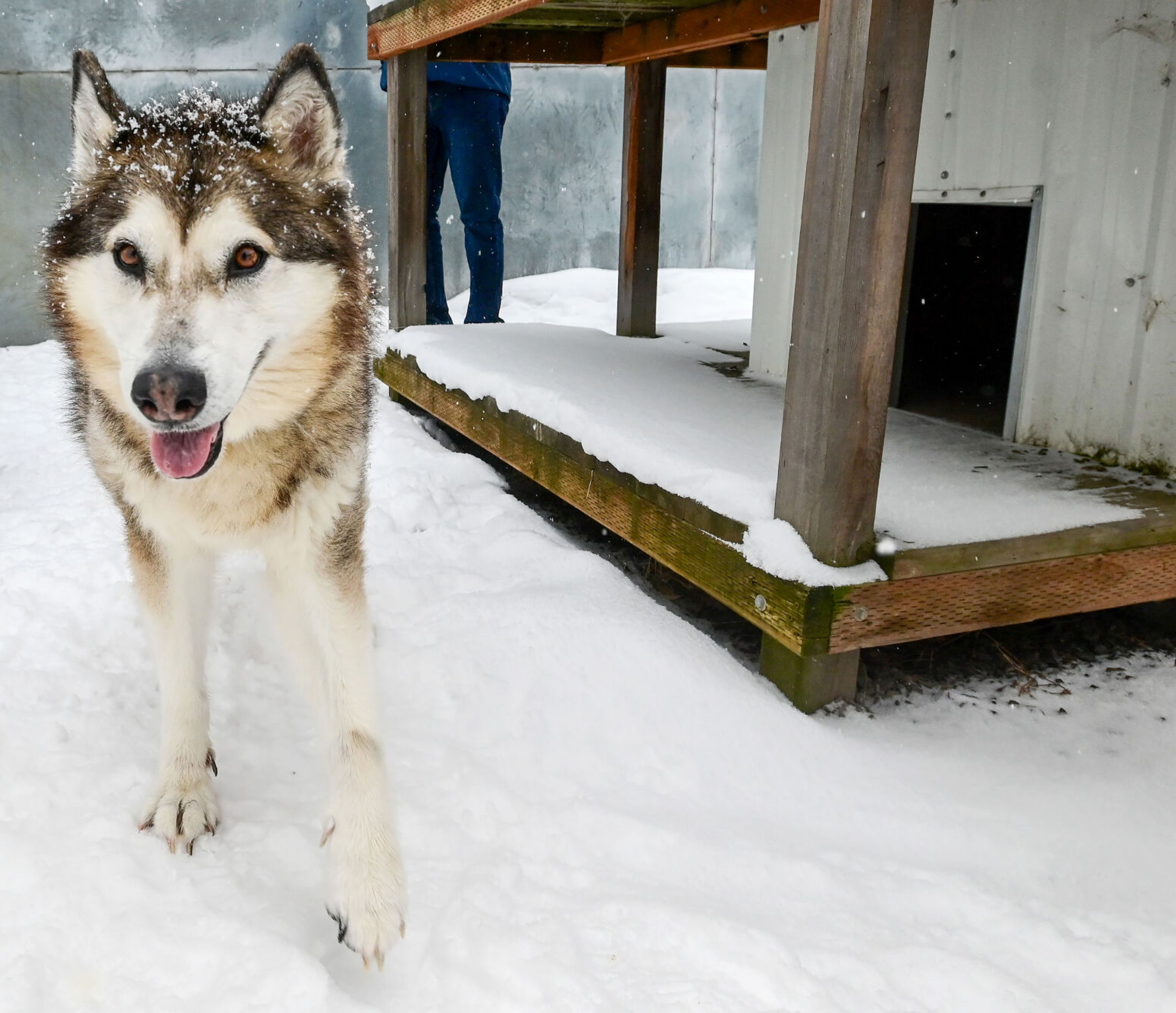 Shelter seeks warm home for cold-loving Kaya