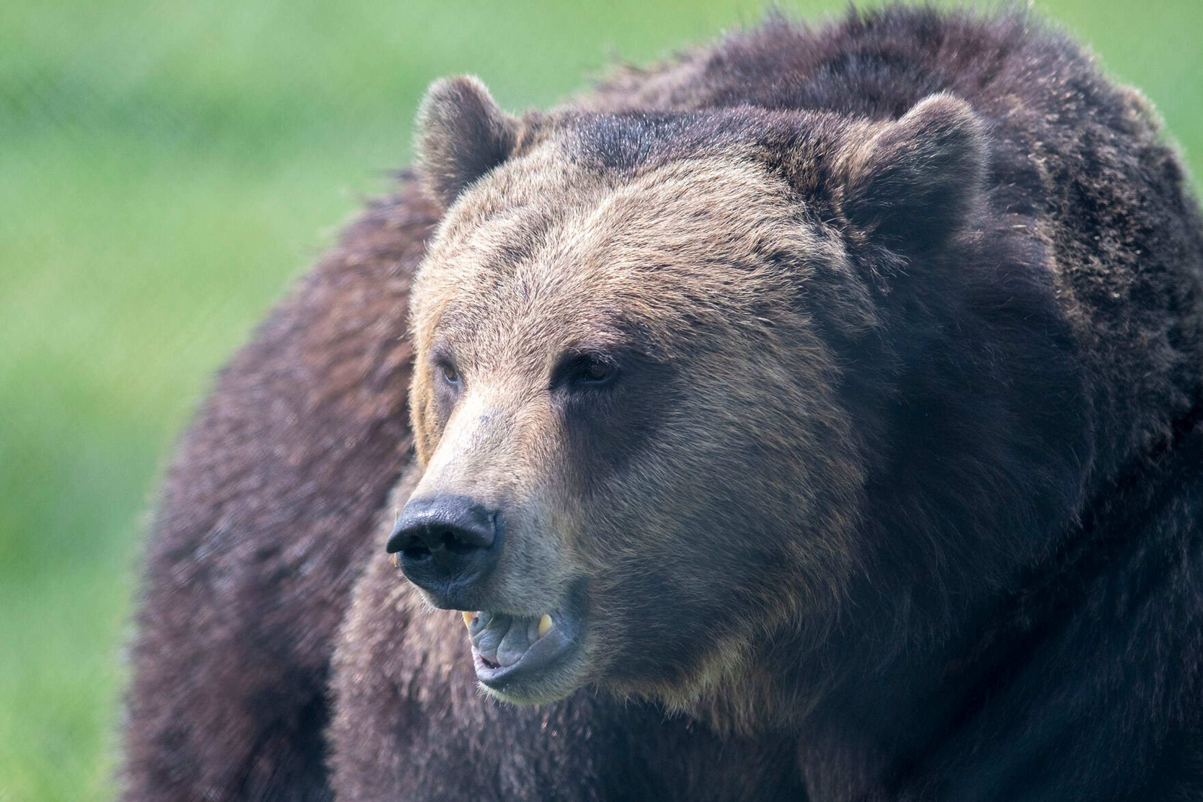 One of the nearly dozen grizzlies held at Washington State University’s Bear Center is seen through a series of wire fencing in Pullman.