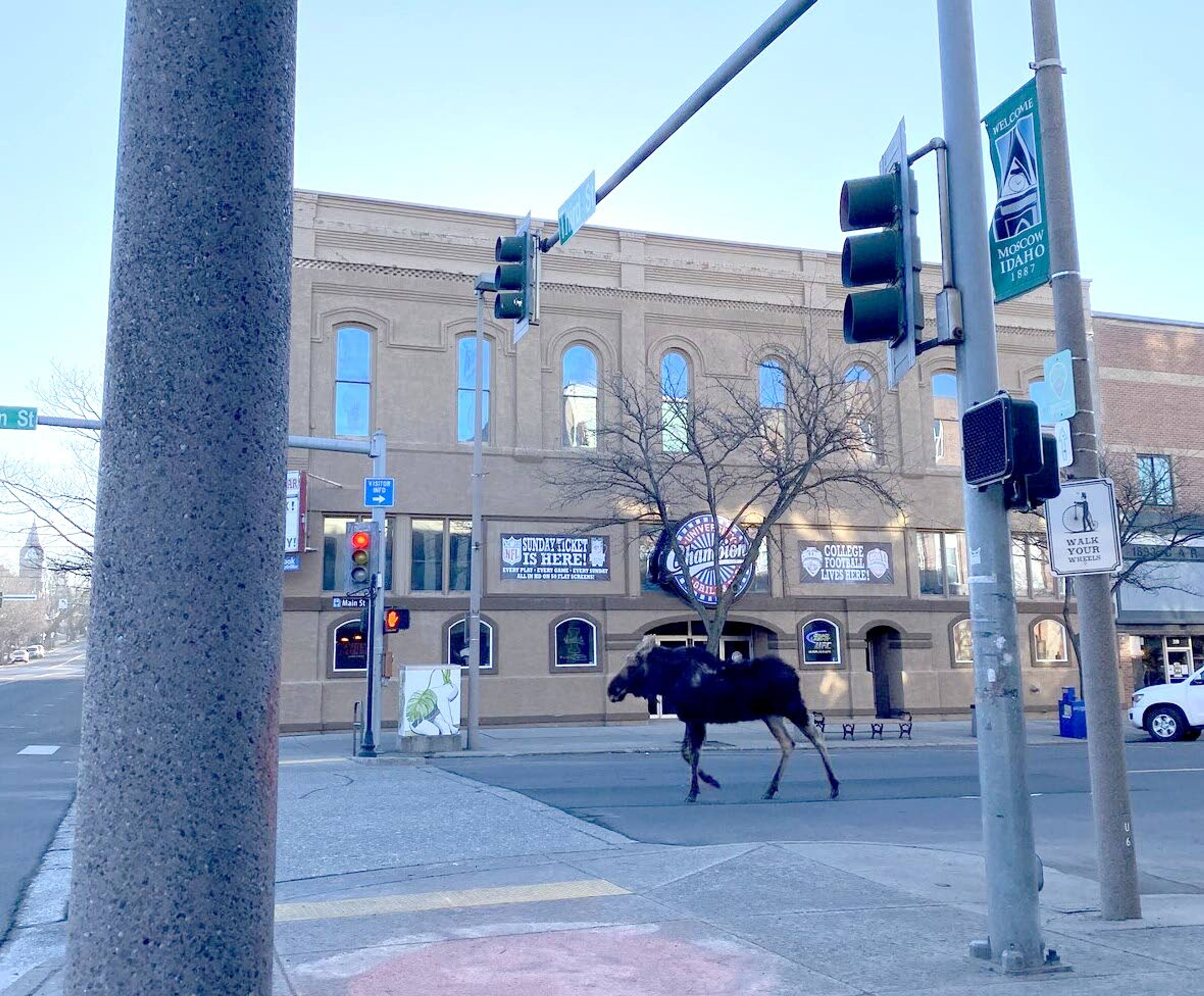 Courtesy Abby FulkersonA moose strolls south on Main Street in Moscow in early March.