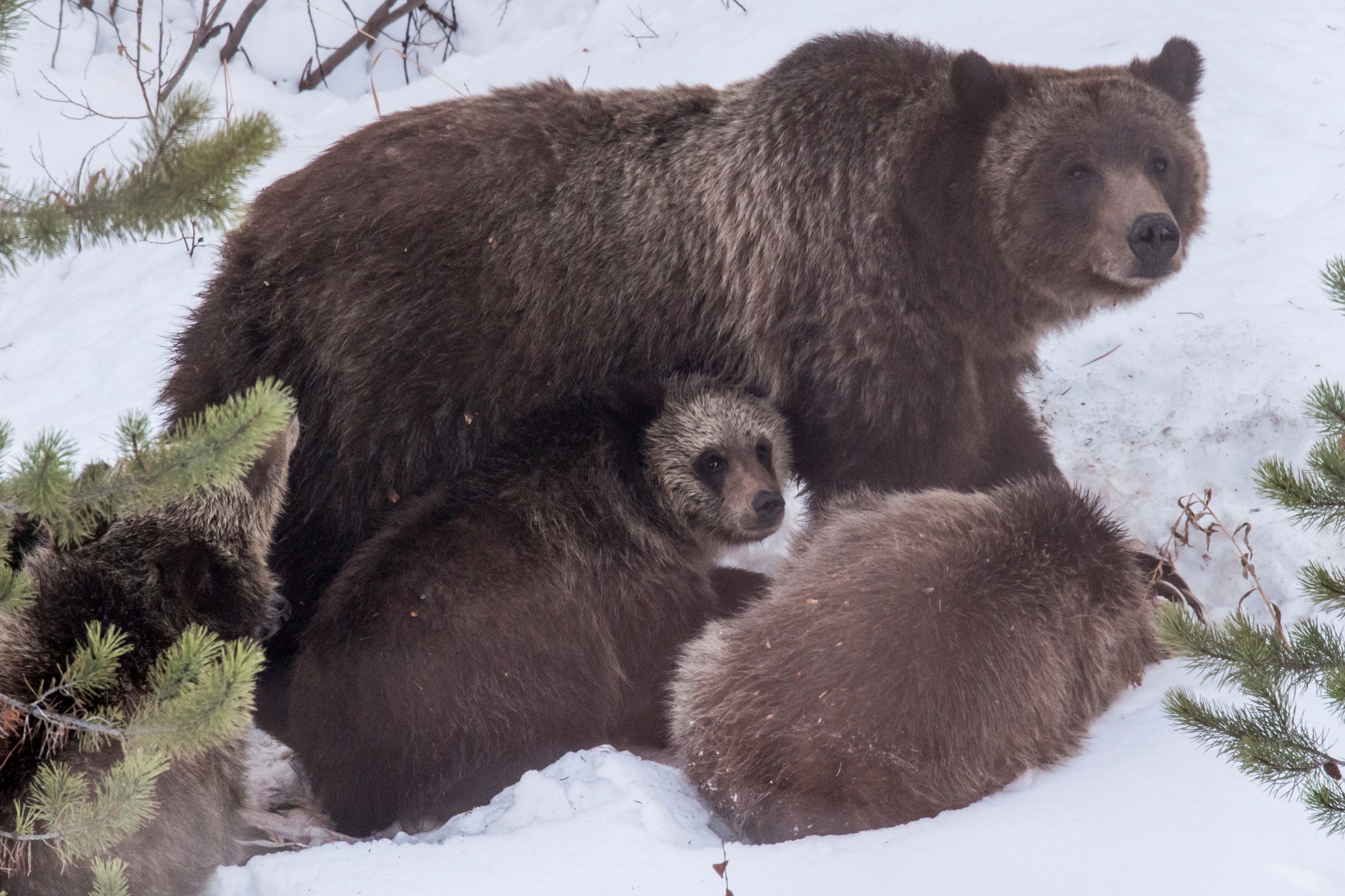 FILE - Grizzly bear 399 and her four cubs feed on a deer carcass on Nov. 17, 2020, in southern Jackson Hole. (Ryan Dorgan/Jackson Hole News & Guide via AP, File)