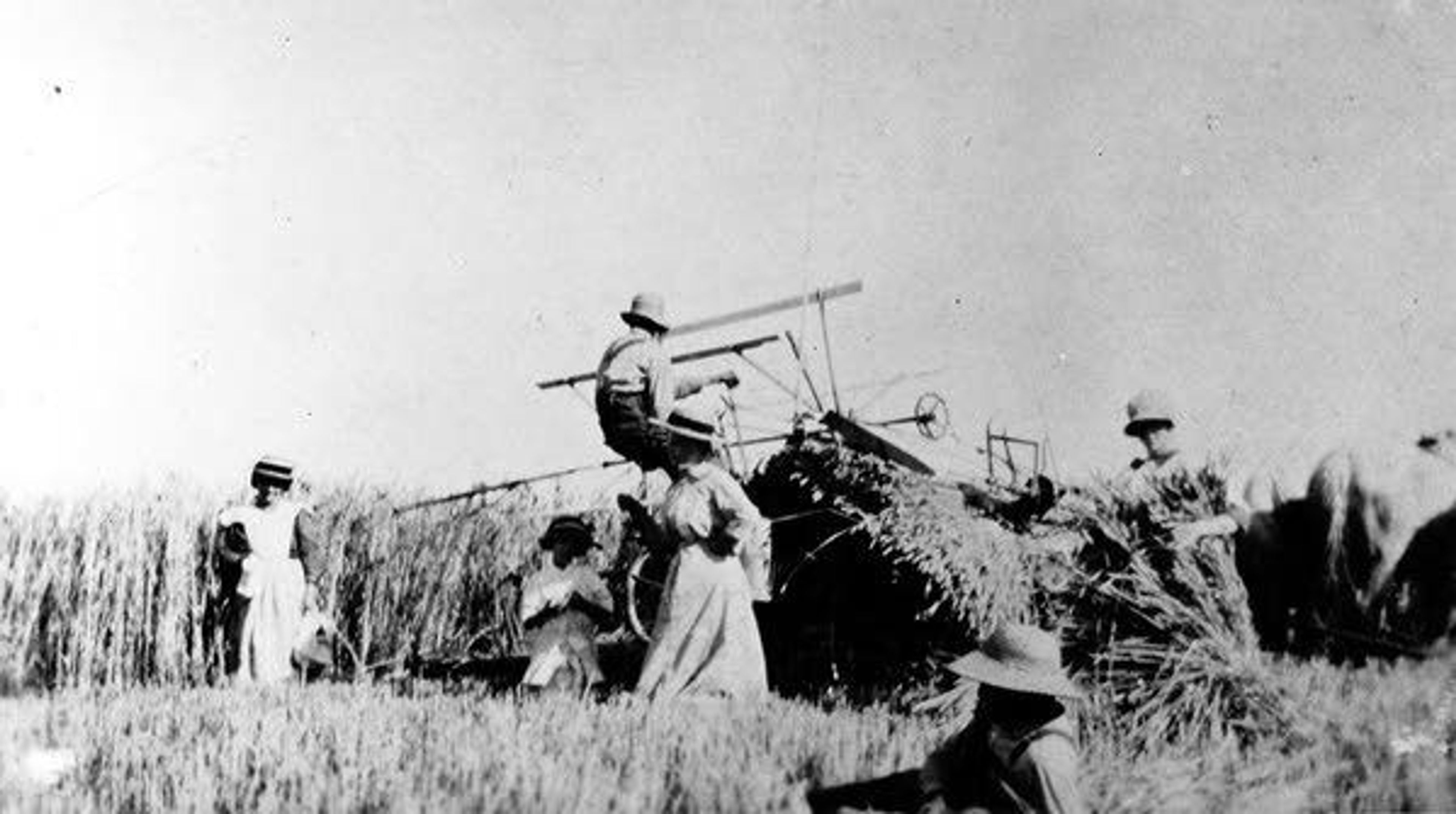 Courtesy University of Idaho Library Special Collections and ArchivesHarvesting Red Russian wheat near Blaine — a community at the intersection of Blaine and Eid roads between Paradise Ridge and Genesee — in 1912. The women are putting the wheat into shocks. Red Russian was a strain brought to Kansas in the nineteenth century by German Mennonites.