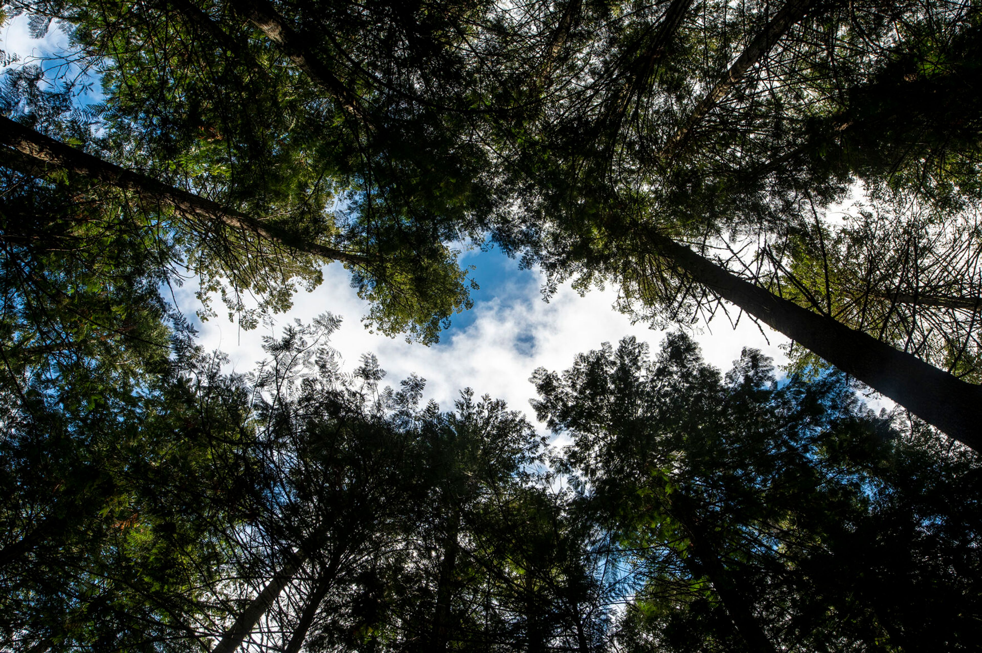 Blue skies and white clouds are seen through a gap in the trees along the Highland Loop Trail.