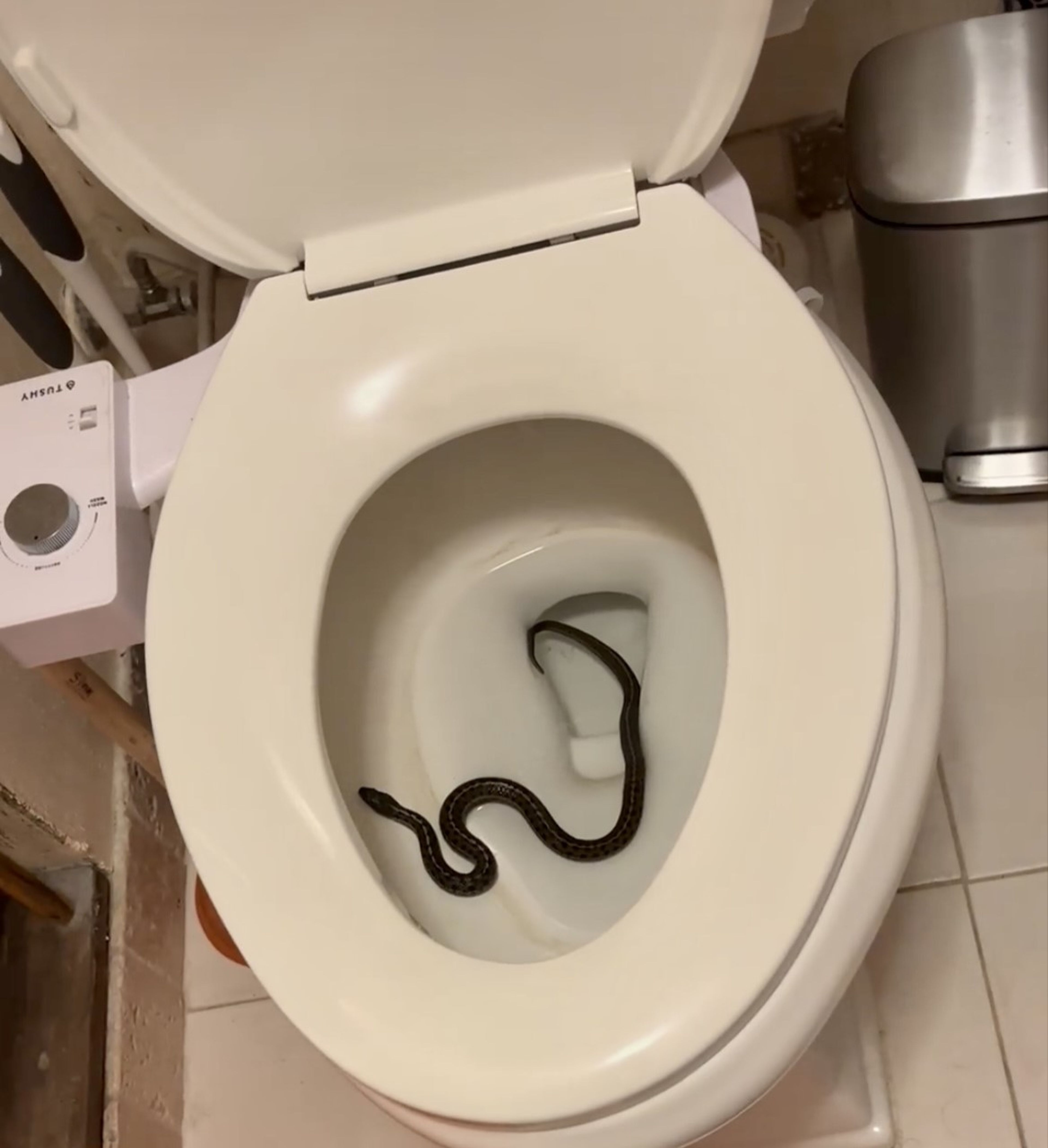 Daniel Bechtel snapped and submitted this image taken earlier this month at his home in Moscow. Here’s how he described the event surrounding the incident: “In what was a very shocking surprise, I went to use my toilet when I saw this not-at-all small garter snake coiled in the bowl. At first, I thought it was a sleep-deprivation-induced hallucination as my wife (Kathryn) and I just welcomed our firstborn son, Gabriel, on July 25 and are in the midst of sleepless nights. Moscow Police were called and came prepared with gloves but the snake had vanished back down the loo. We’re hoping that by putting copious amounts of bleach down the toilet it will keep him at bay, but who knows what lurks in the dark drains.”