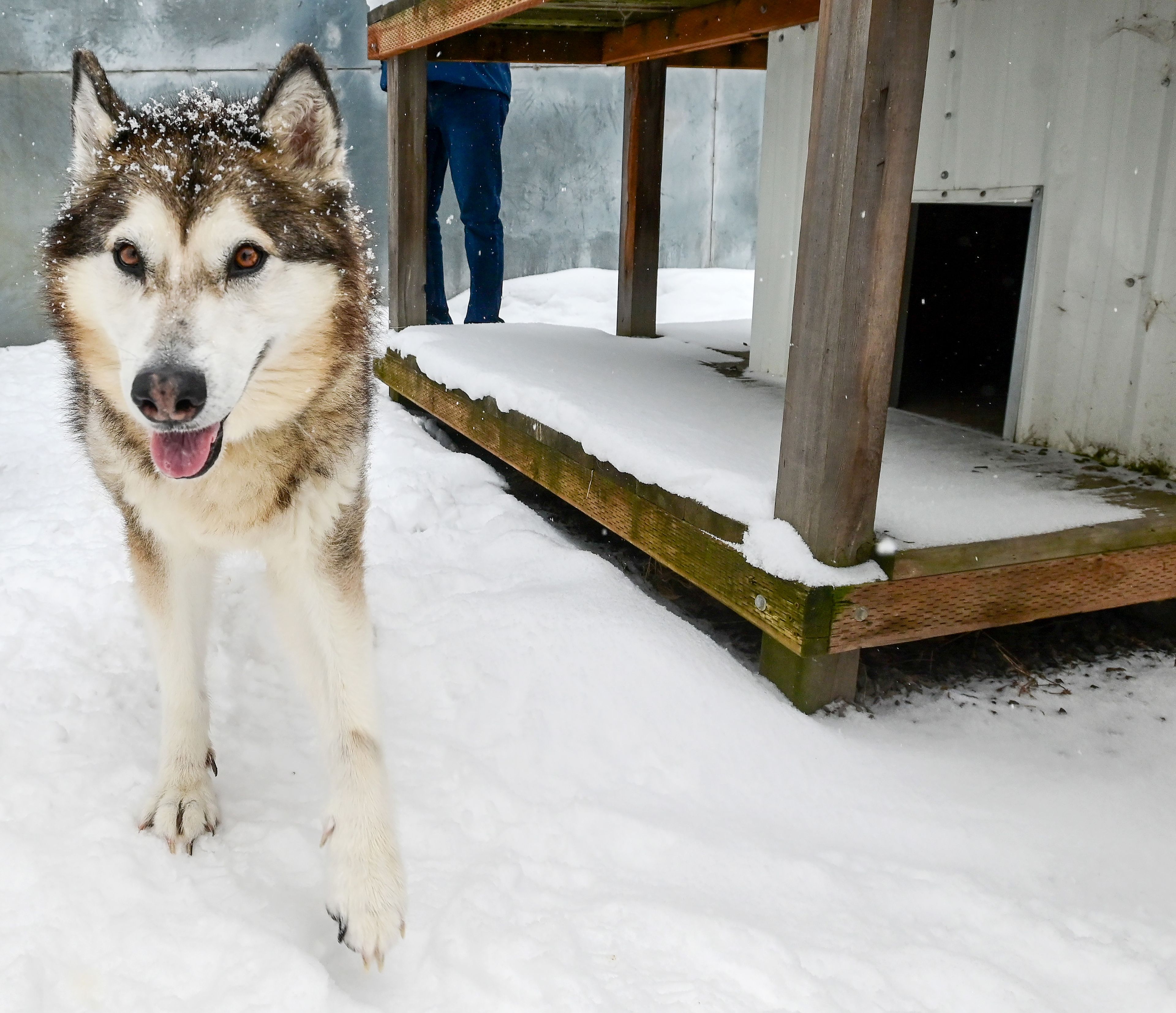 Kaya, a long-term guest at the Humane Society of the Palouse, enjoys a walk around an outside kennel in the snow in Moscow on Wednesday.