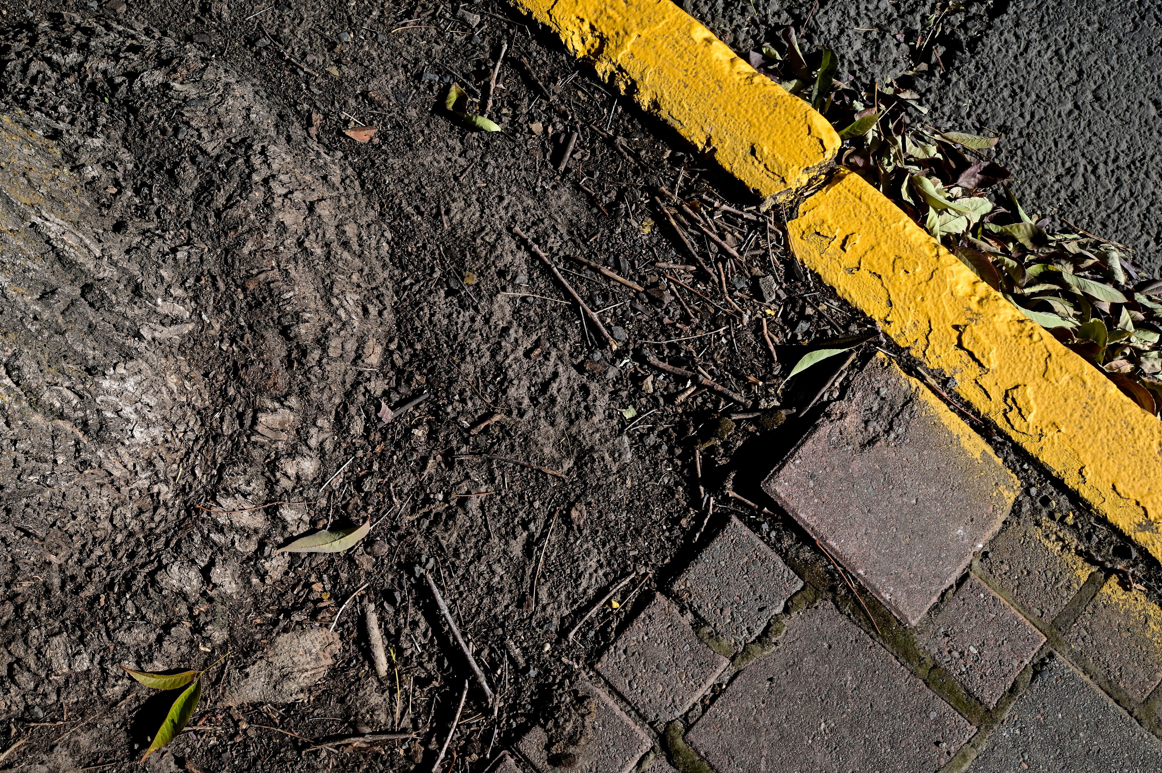 The base of a tree stands on the edge of the sidewalk on Main Street in Pullman on Monday. The city of Pullman announced that it will be removing and replacing the trees that line the road as part of its Project Downtown Pullman, in which sidewalks will also be replaced.