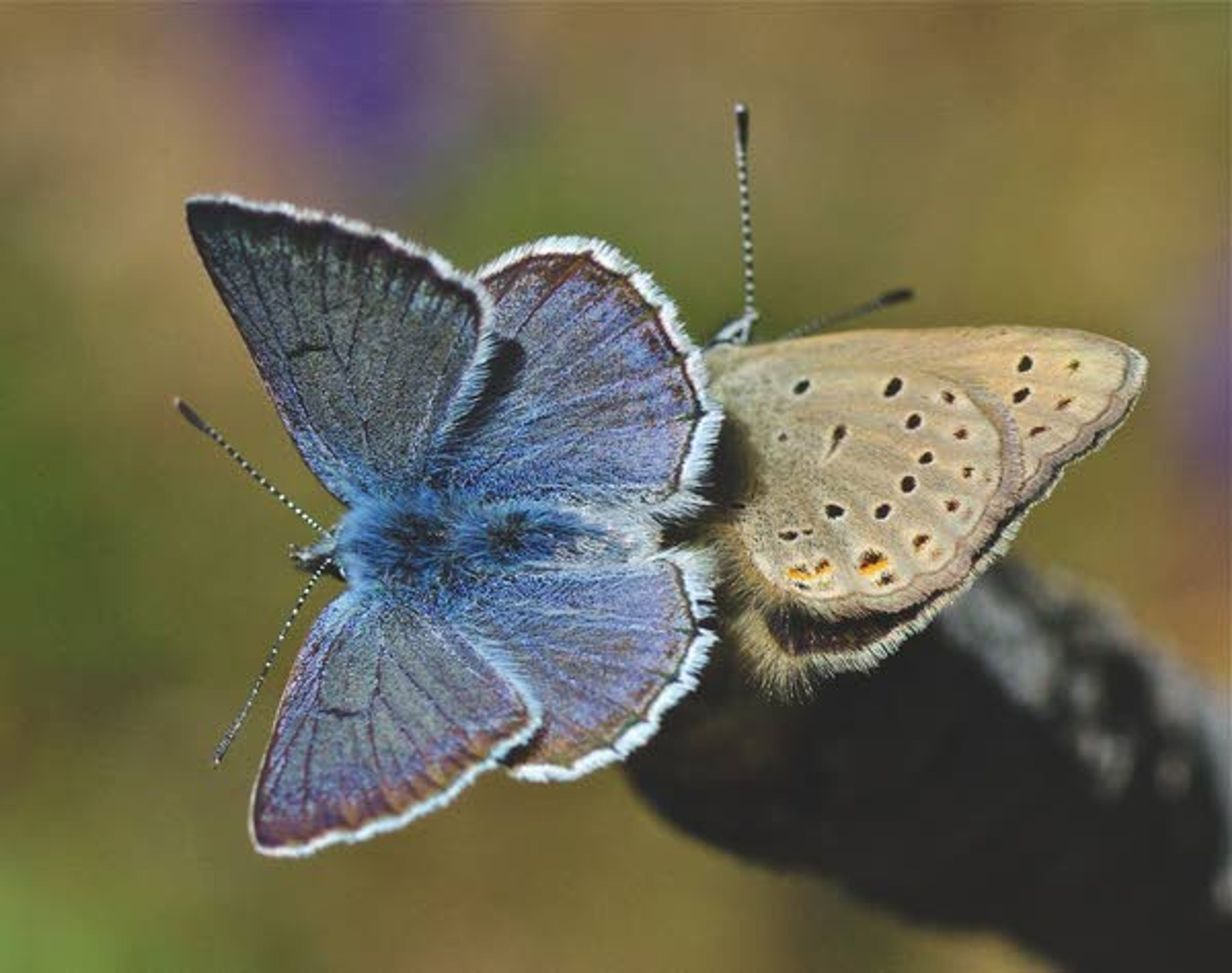 This mating pair of butterflies are pictured on the end of a dead Ponderosa branch. The male is on the left and female on the right.