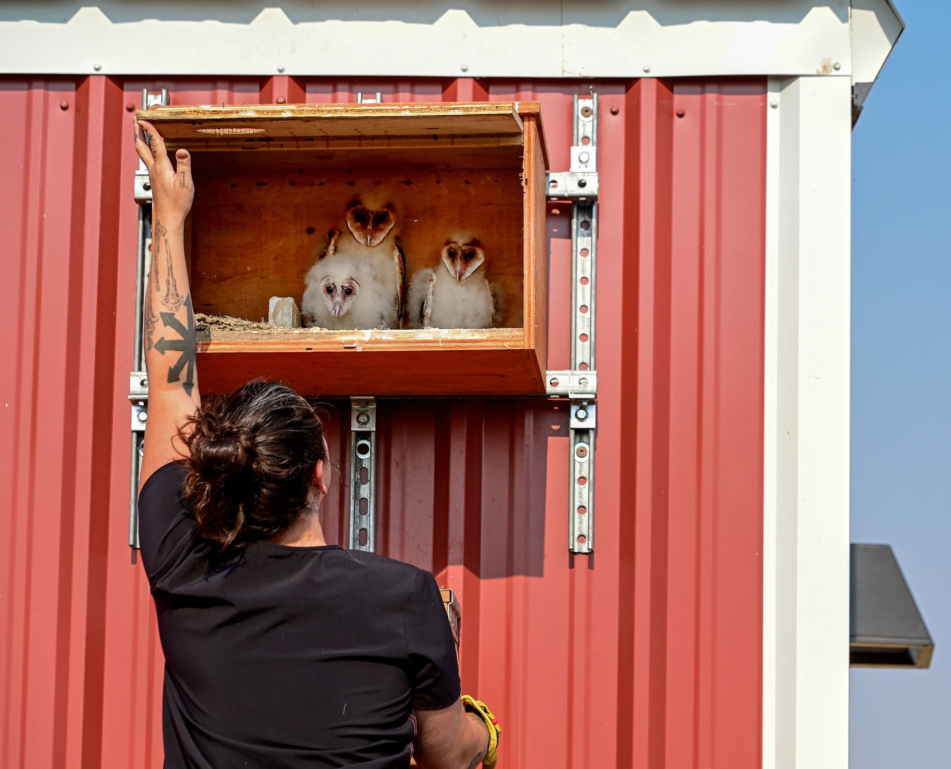 Three barn owls look out from their new home, a nest box at the WSU Horticulture Center, on Wednesday in Pullman. The owls will be fed in the box until they are ready to hunt on their own.