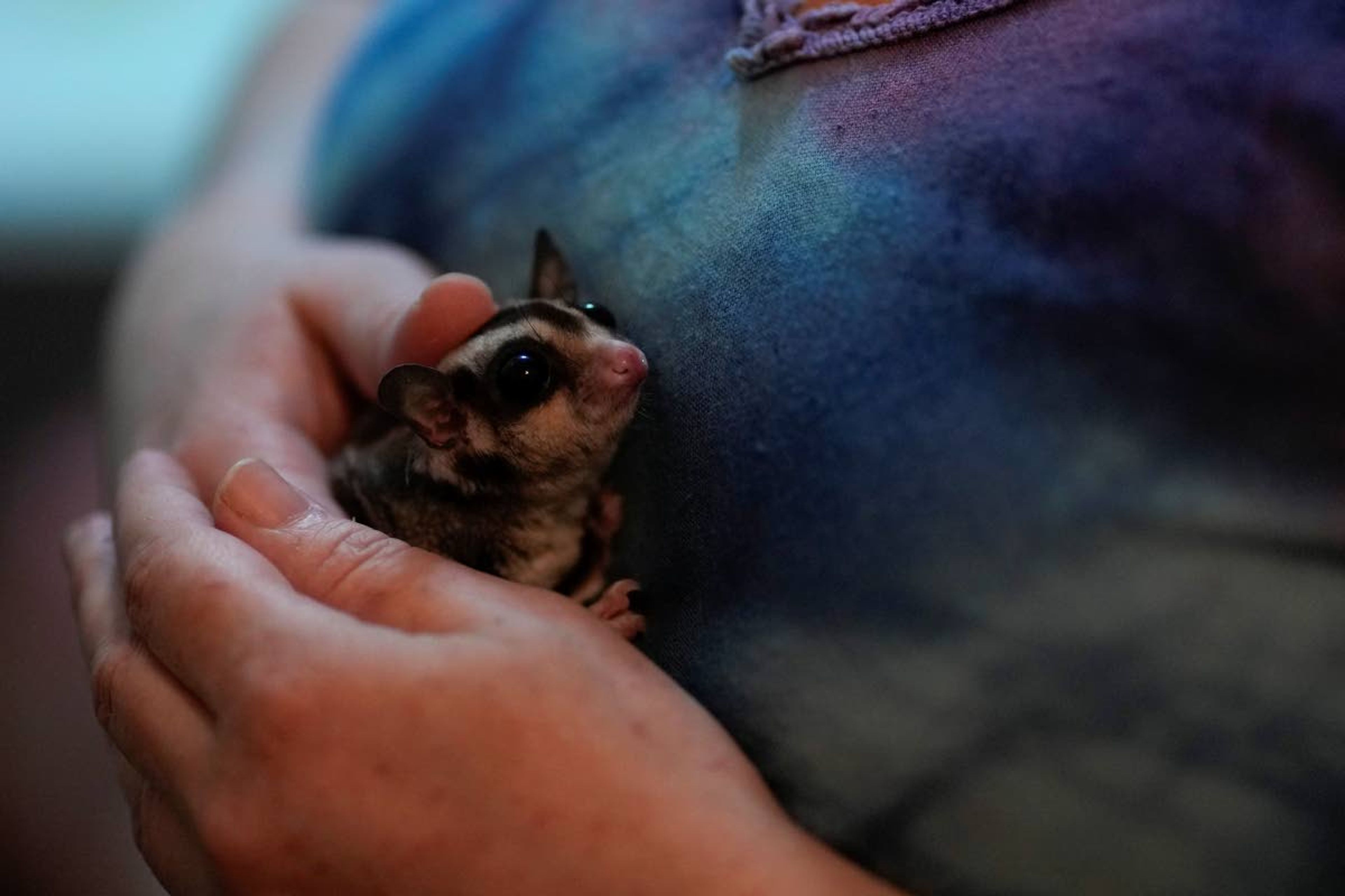 Lorena Alvarez holds one of her 28 pet "petauros," or sugar gliders, for which she has a permit, at home in Buenos Aires, Argentina, Wednesday, Sept. 1, 2021. Álvarez, who teaches statistics online at a university, lives otherwise alone, but said the little marsupials have helped her feel like she has company, sometimes popping up atop her head during Zoom calls. (AP Photo/Natacha Pisarenko)