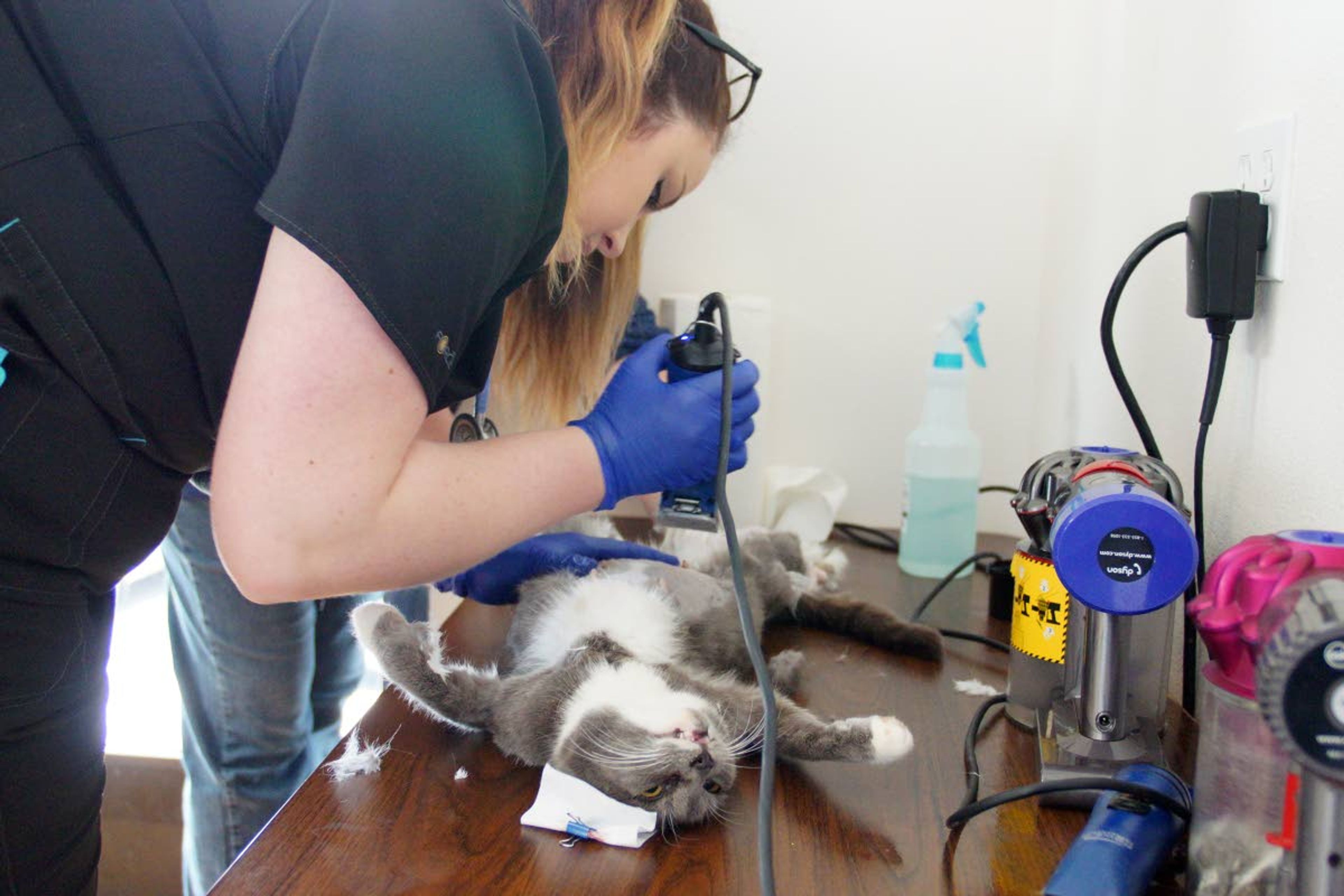 Janel Schietzelt preps a sedated cat to be spayed during a feral cat spay and neuter clinic Sunday at Affordable Veterinary Care in Moscow.