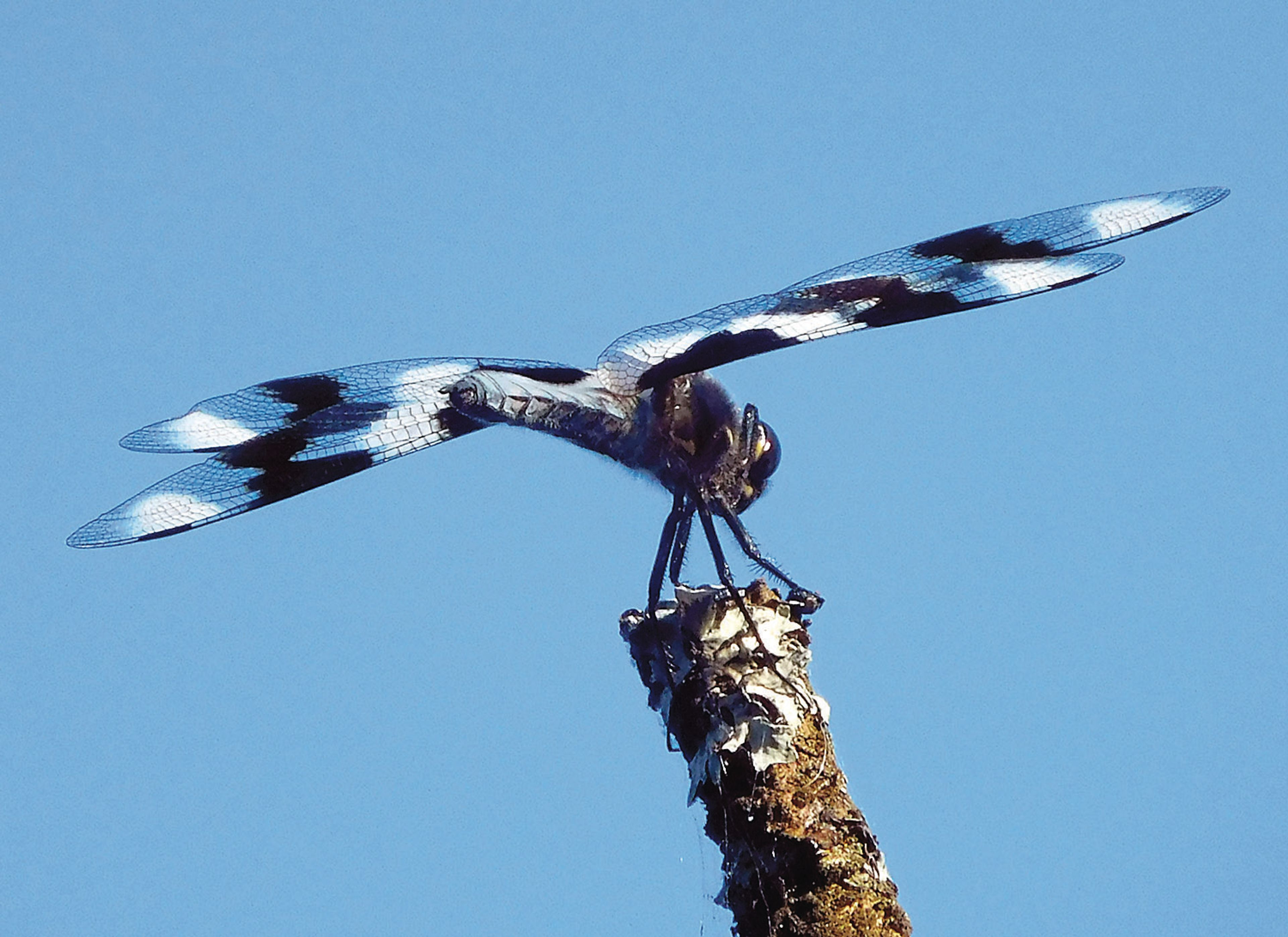 Dragonfly at Priest Lake