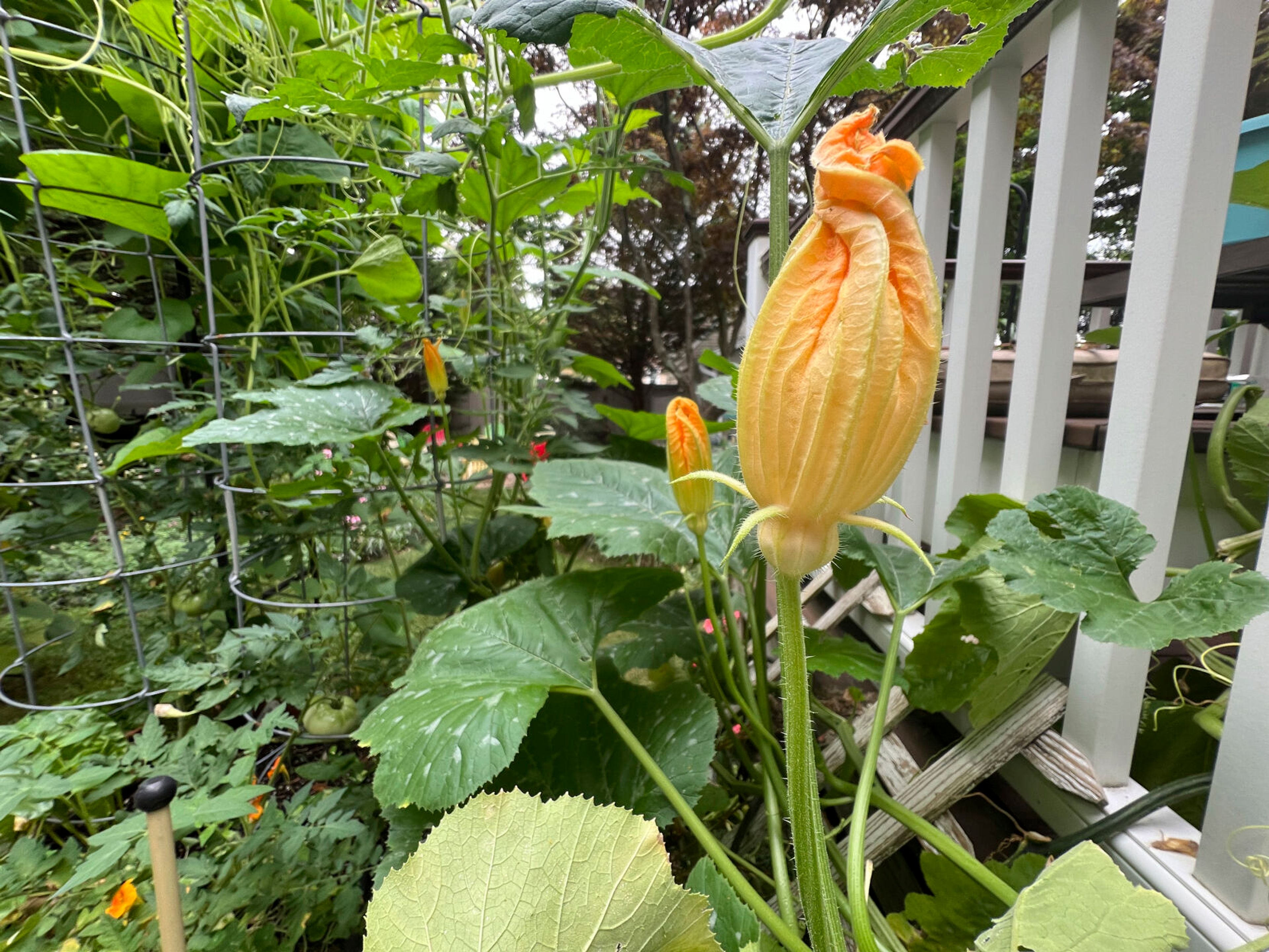 This July 25, 2024 image provided by Jessica Damiano shows male zucchini flowers, which are attached to plants by a simple stem, on Long Island, New York. (Jessica Damiano via AP)