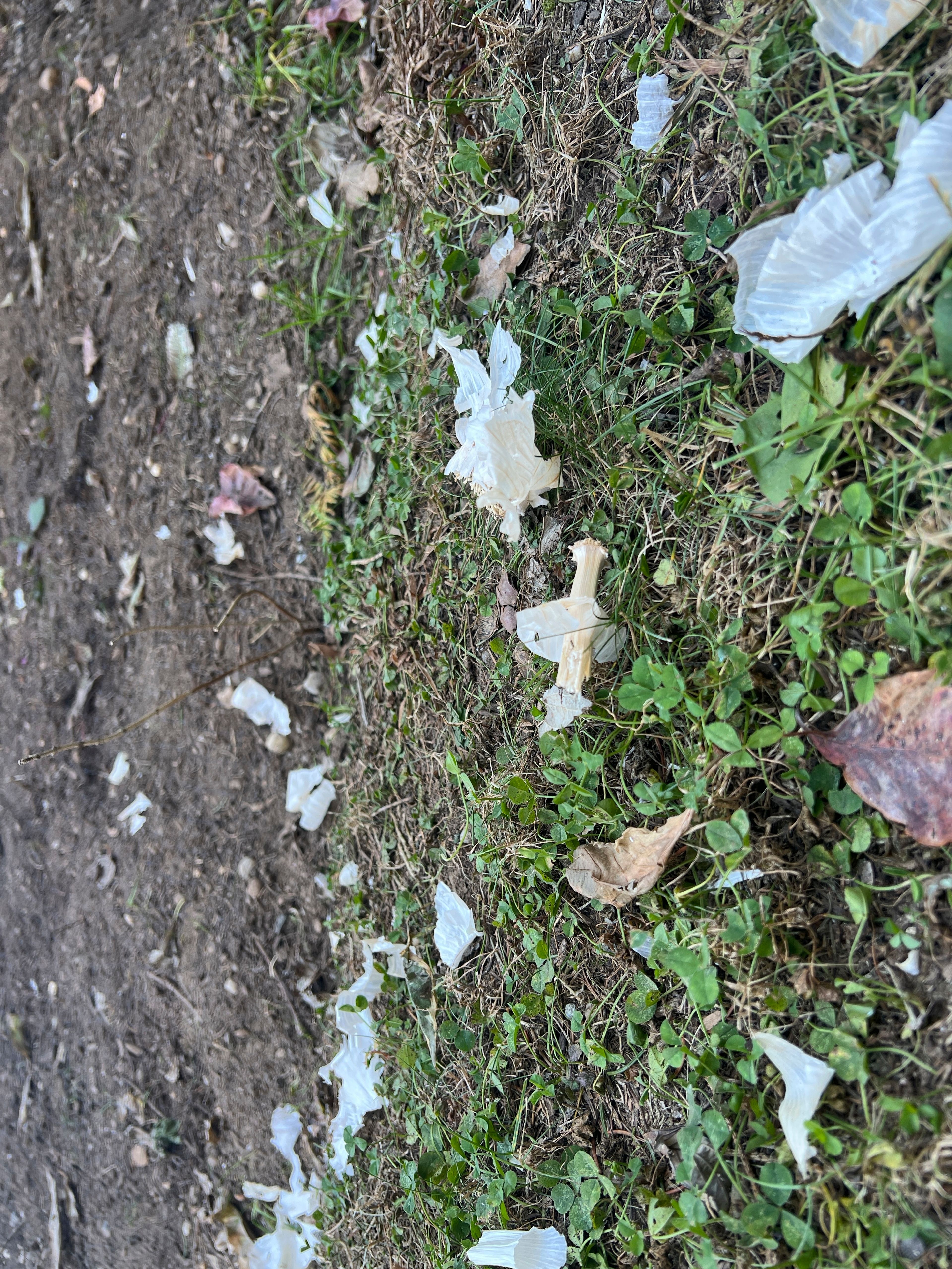 This Oct. 21, 2024, image provided by Jessica Damiano shows a garden bed littered with the papery skins of garlic bulbs in a newly planted Long Island, N.Y., garden. Such debris should be removed to avoid attracting hungry wildlife. (Jessica Damiano via AP)