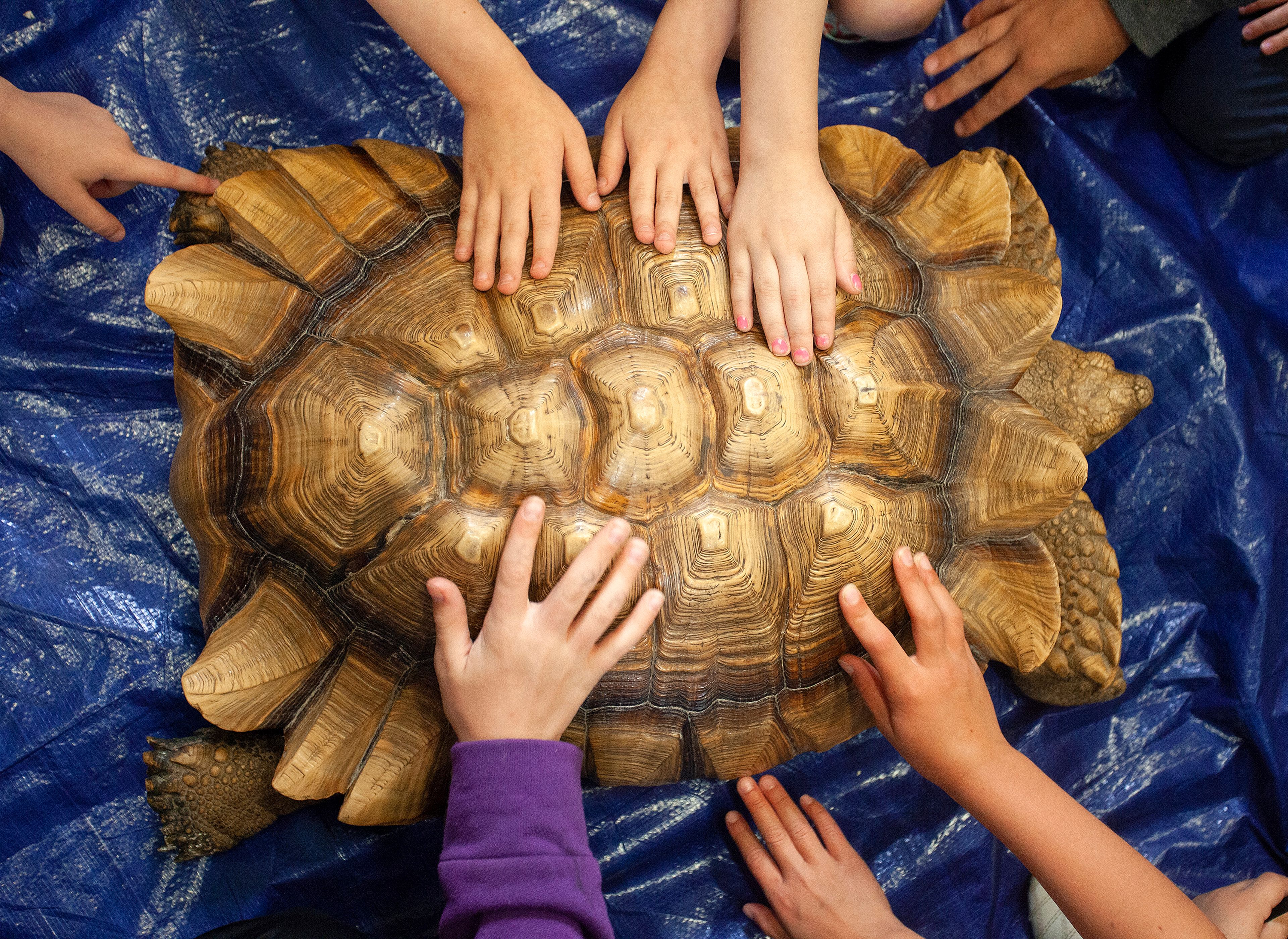 Children touch a desert tortoise after a presentation by Petersen.