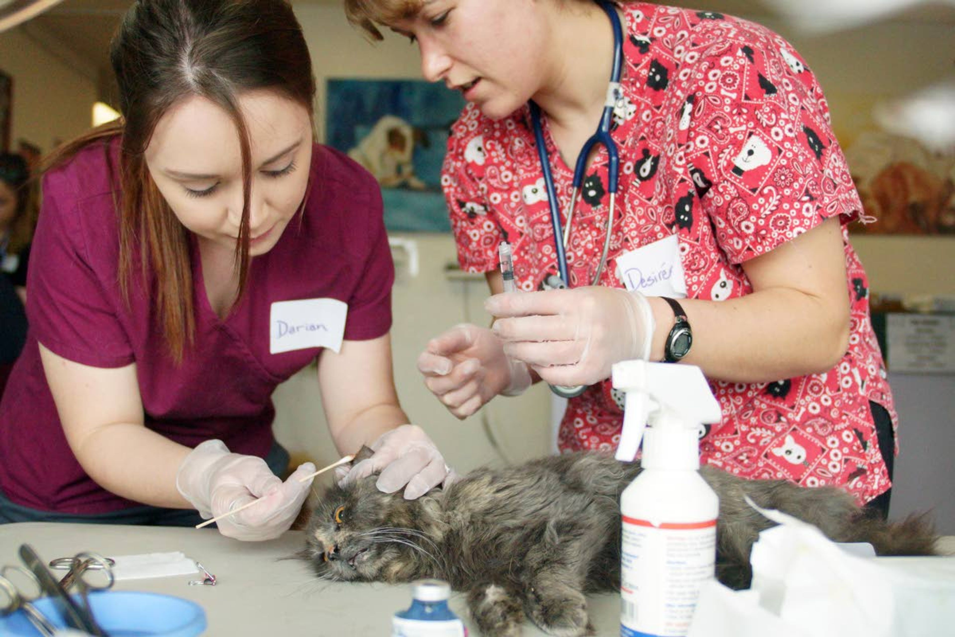 Desiree Dhanen, right, watches Darian Brillon swab antiseptic on a cat’s ear after clipping it to show that it has been spayed.