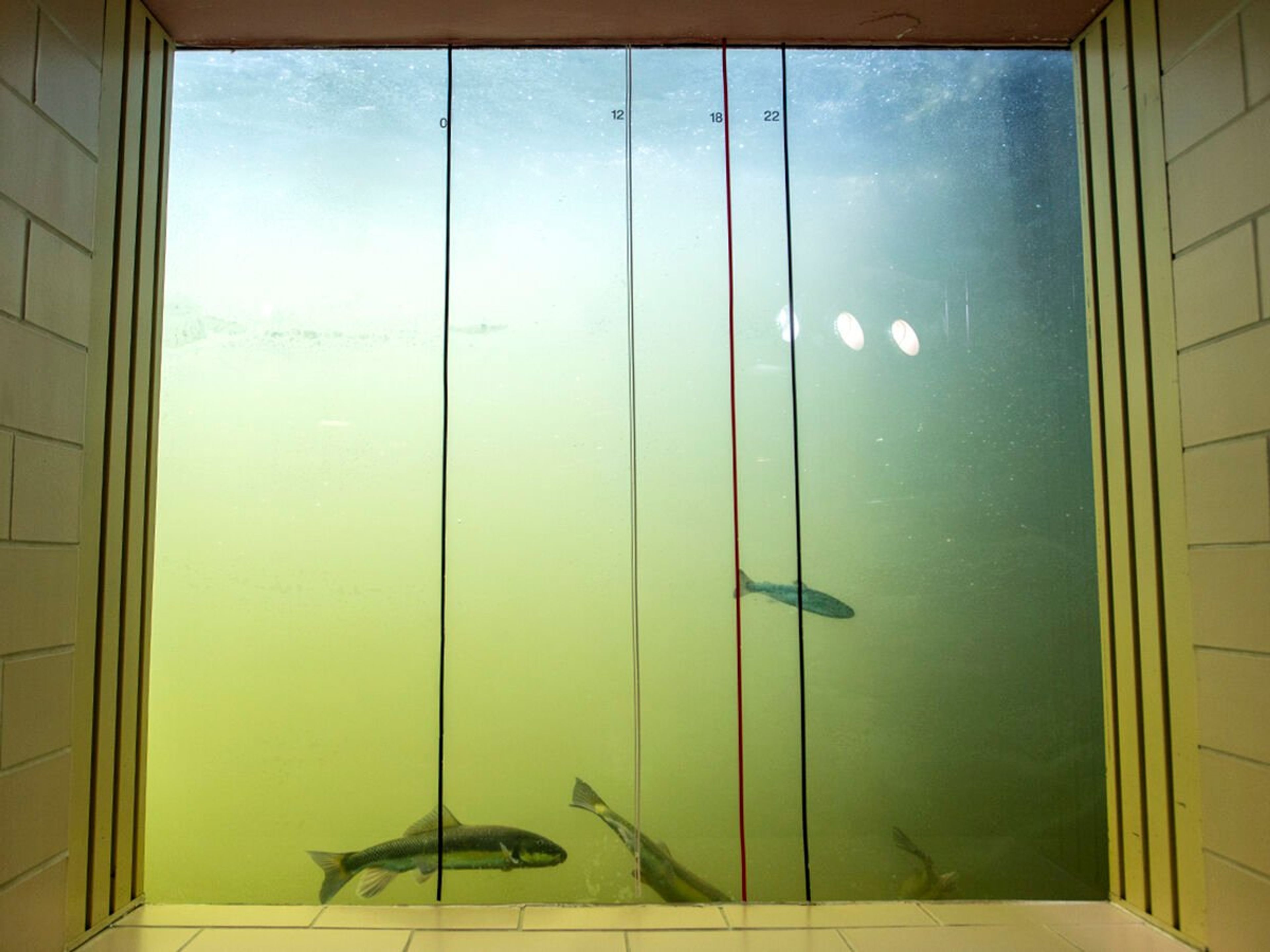 Fish are seen making their way up the adult fish ladder through a viewing window in the visitors center at the Lower Granite Dam at Almota. Visitors to the dam can watch the migrating fish work their way back upriver.