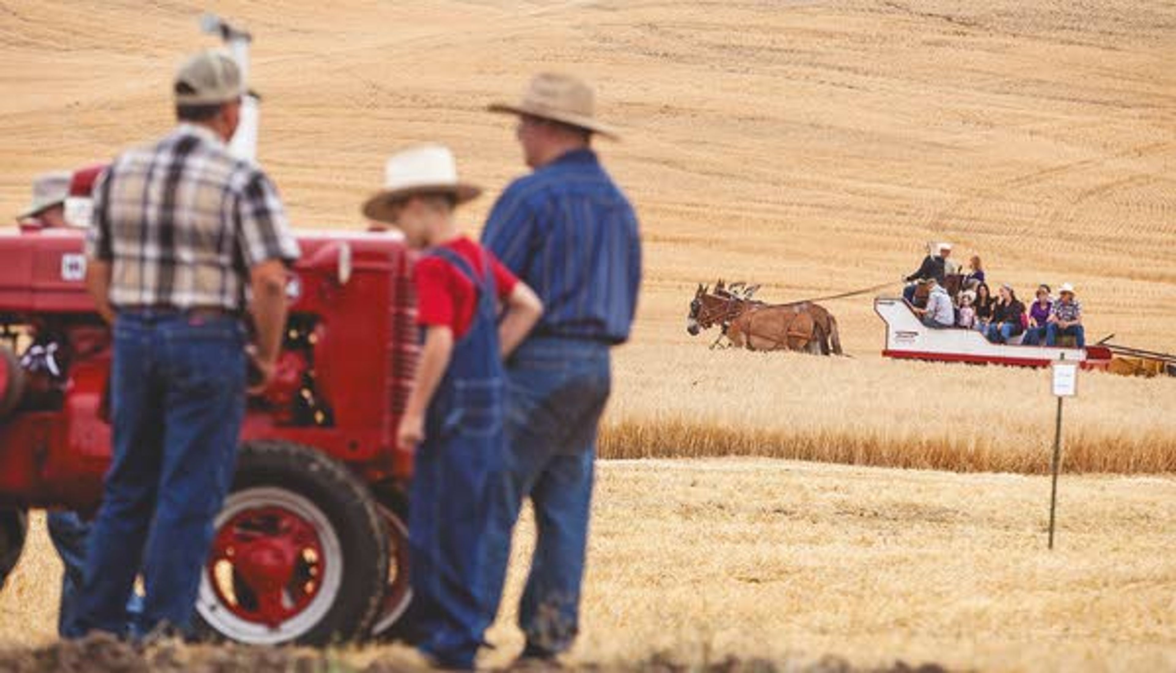 Mules pull a wagon filled with riders going for a hay ride Monday as Mike Schwartz, left, talks to Scott Lyle, center, about a tractor during the rained-out annual Palouse Empire Threshing Bee near Colfax.