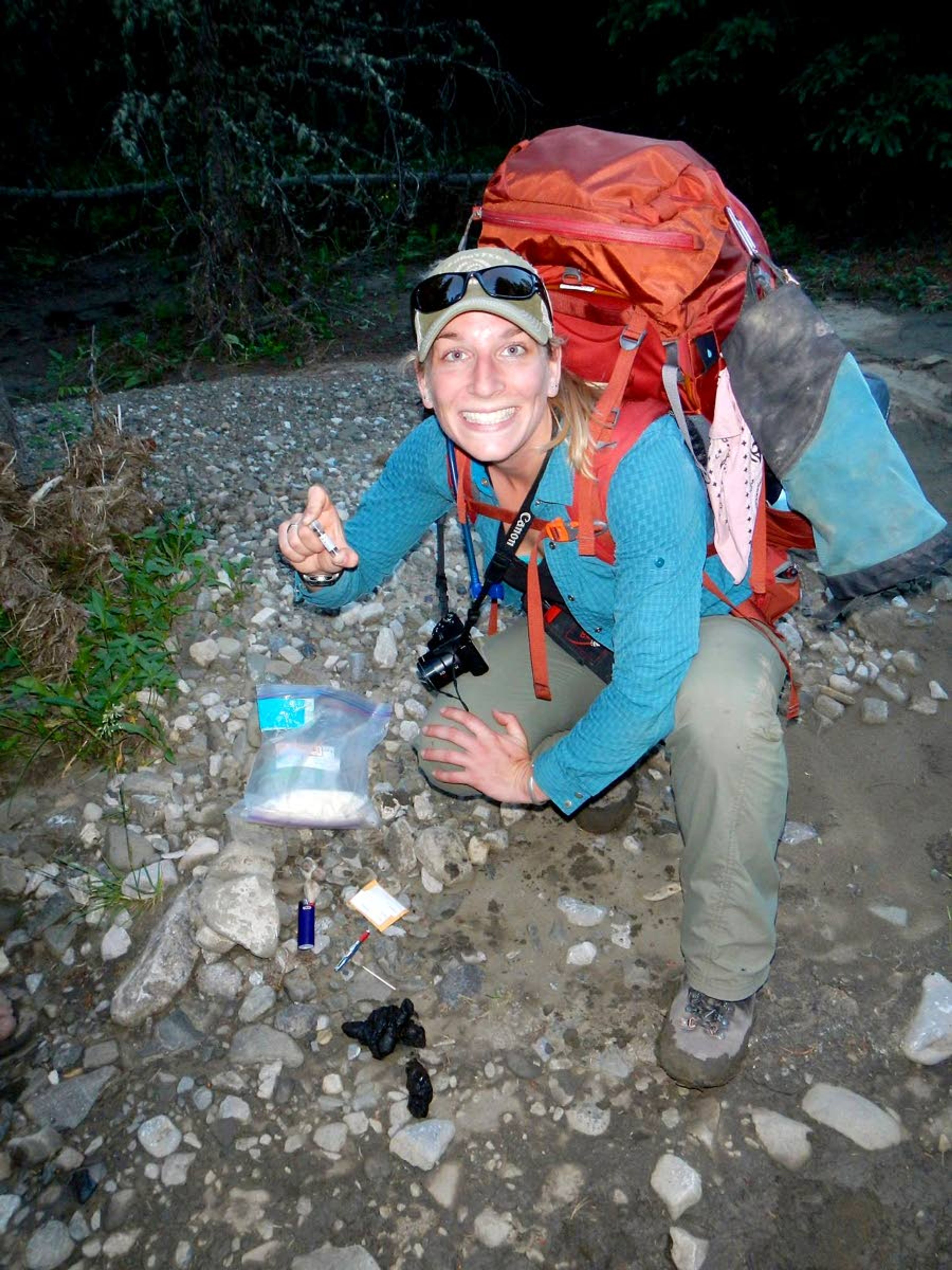 Sarah Bassing, lead author of a study that found wolf packs reduced by hunting and trapping are not quickly augmented from wolves from near by packs, collects samples from wolf scat.