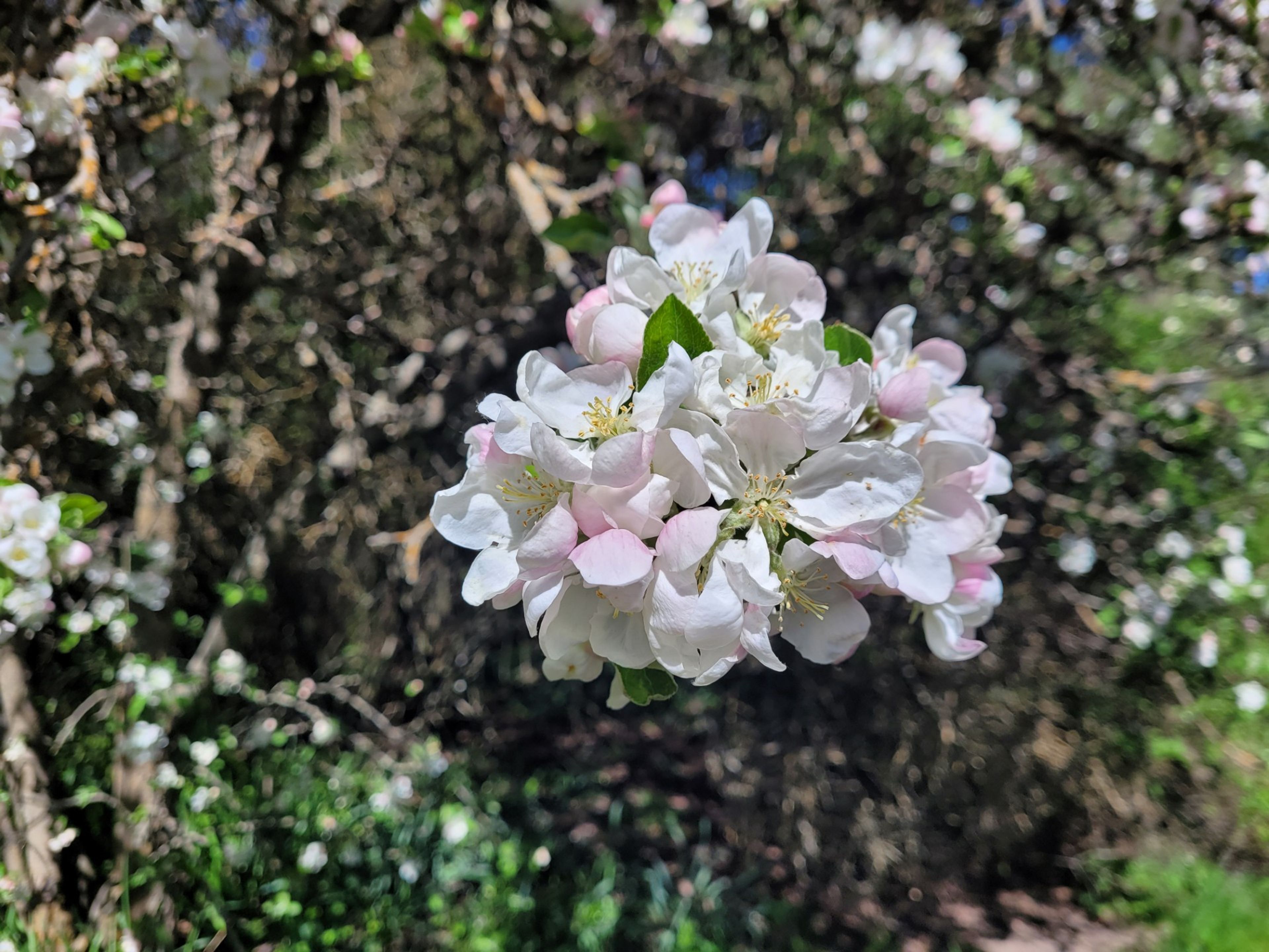 An apple blossom soaks in spring sunshine. Photo by Cheryl Rodeen.