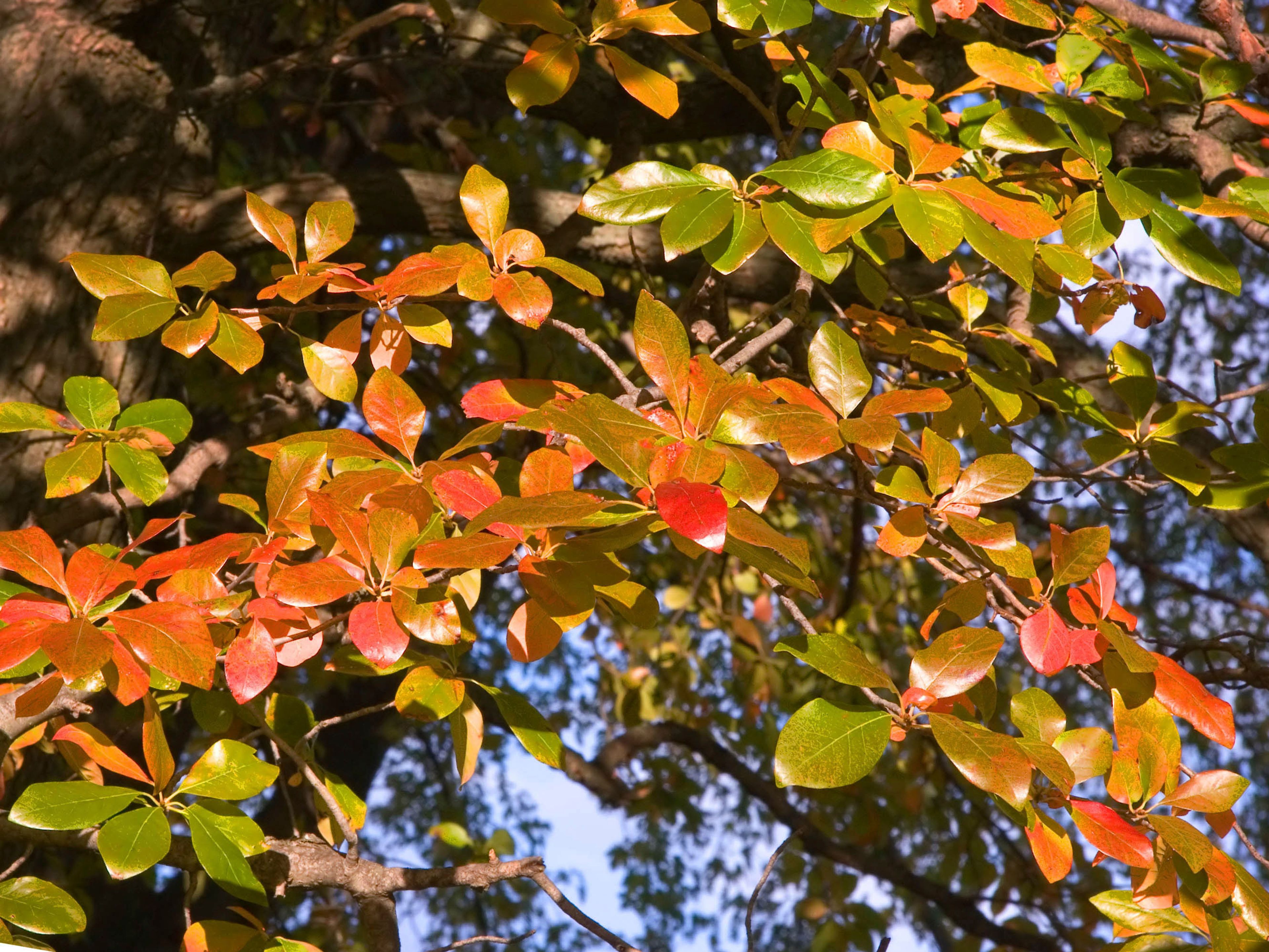 This October 2006 image provided by The Morton Arboretum shows the leaves of a black gum, aka black tupelo (Nyssa sylvatica) tree, displaying fall hues of red, orange, yellow and maroon at the arboretum in Lisle, Ill. (The Morton Arboretum via AP)